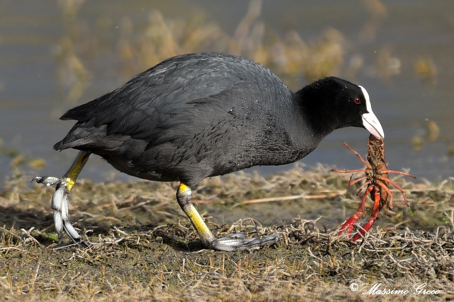 Coot with Louisiana shrimp