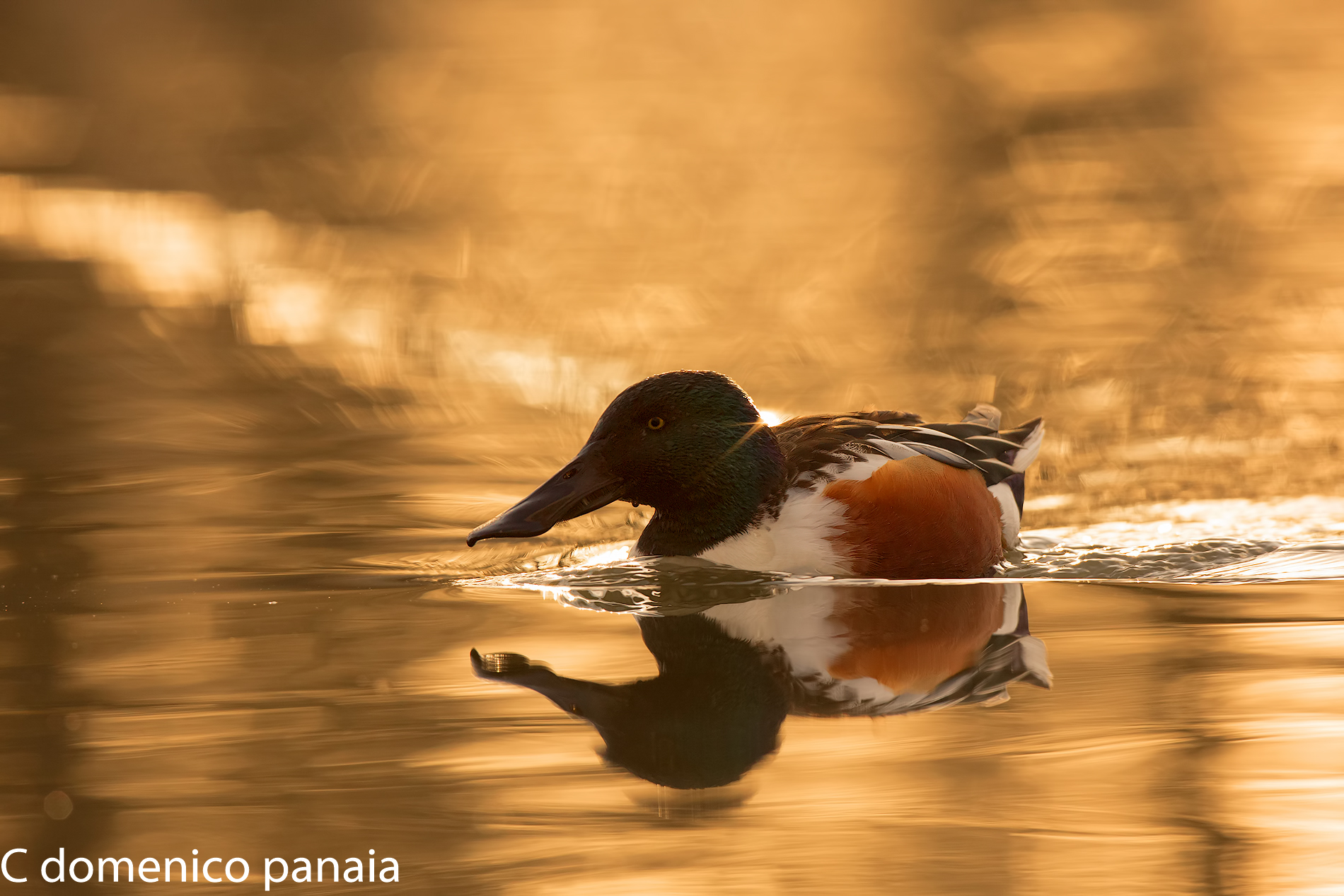Shoveler immersed in gold
