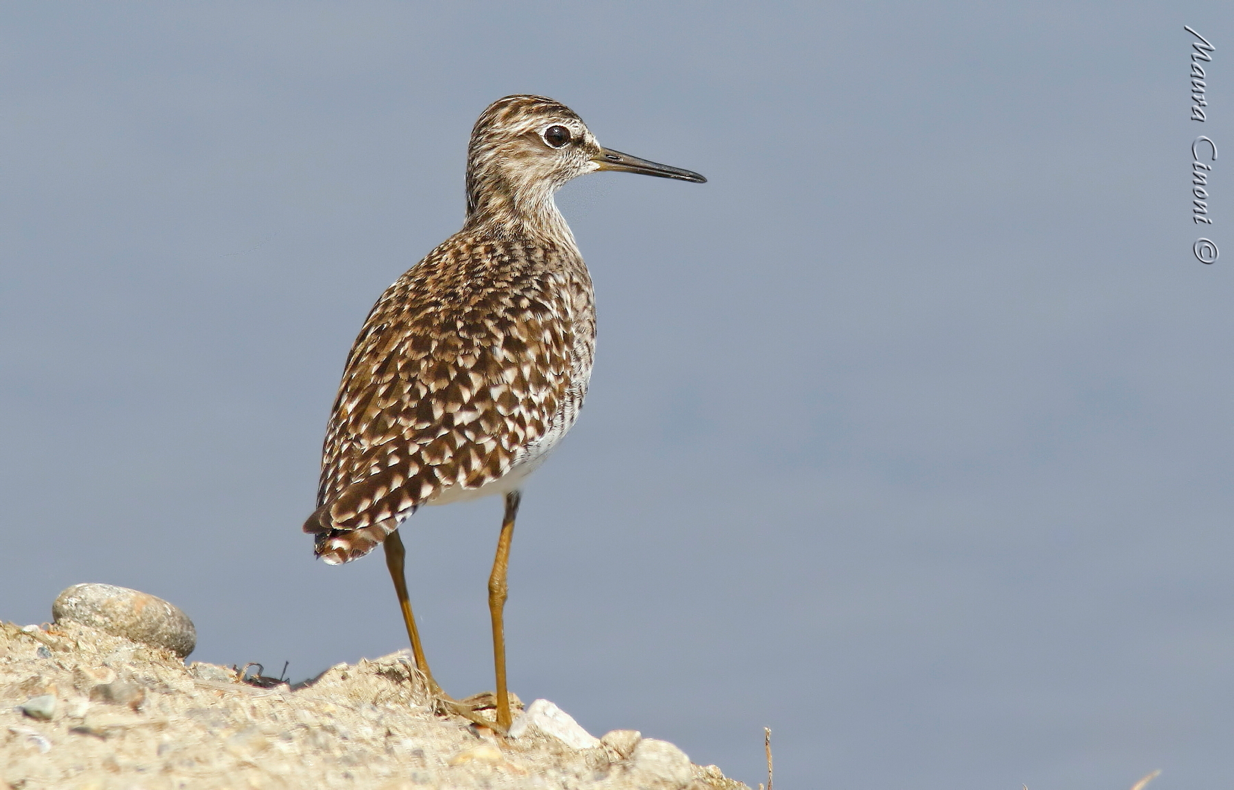 Piro Piro Boschereccio