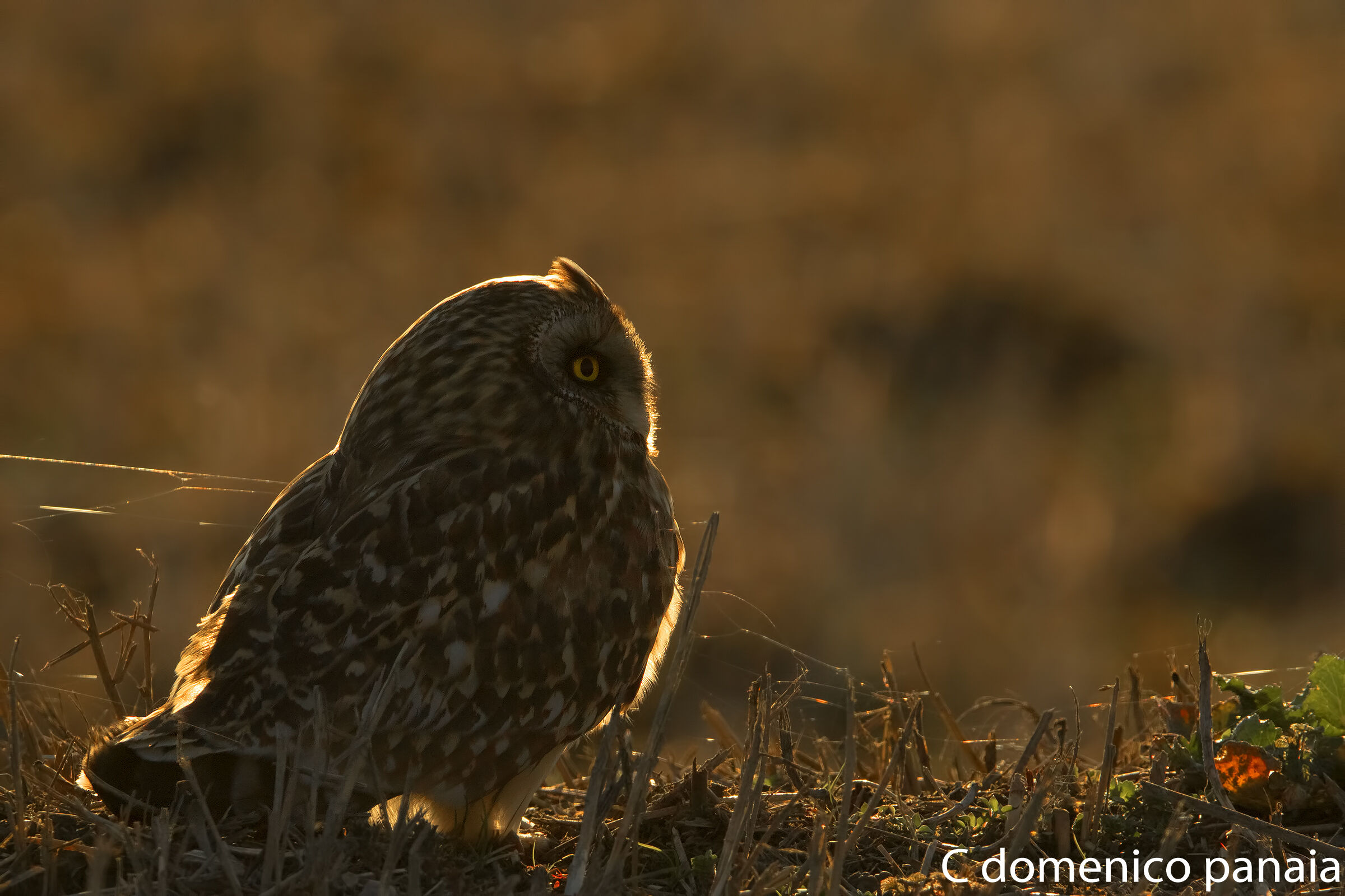 gufo di palude al tramonto