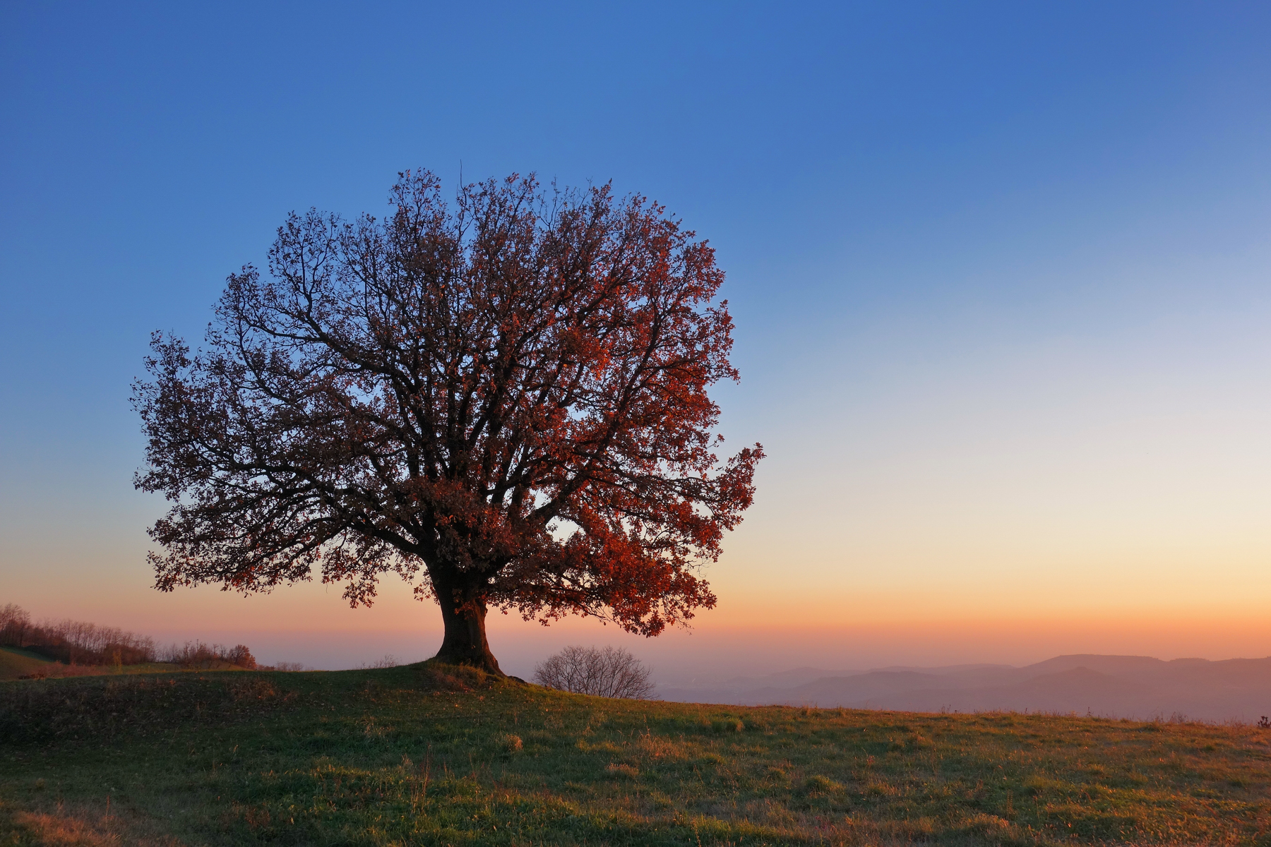 Tramonto alla grande quercia ( Sony rx100)