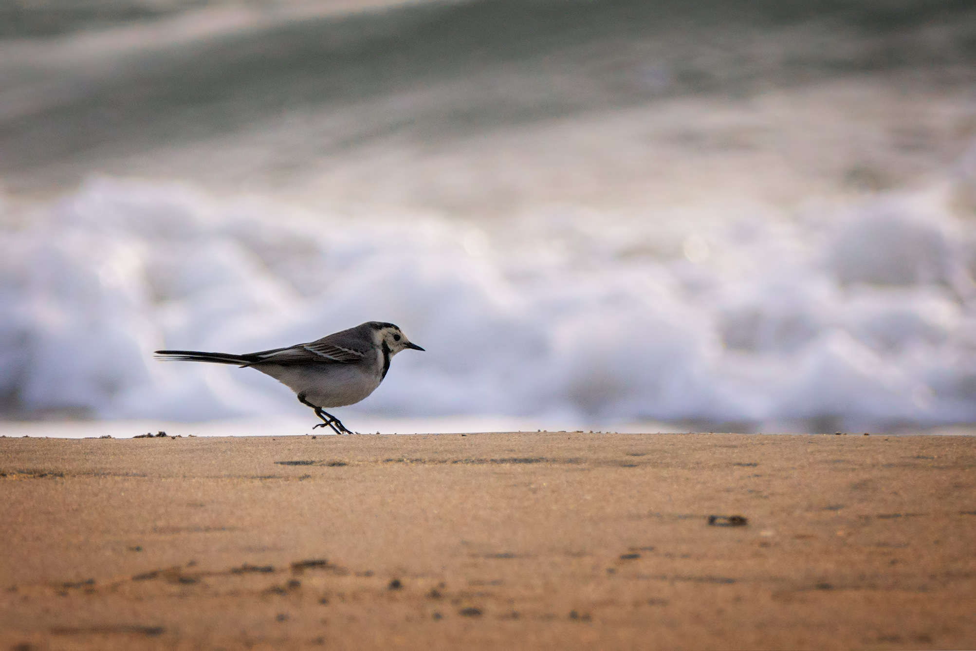 Ballando sulla spiaggia