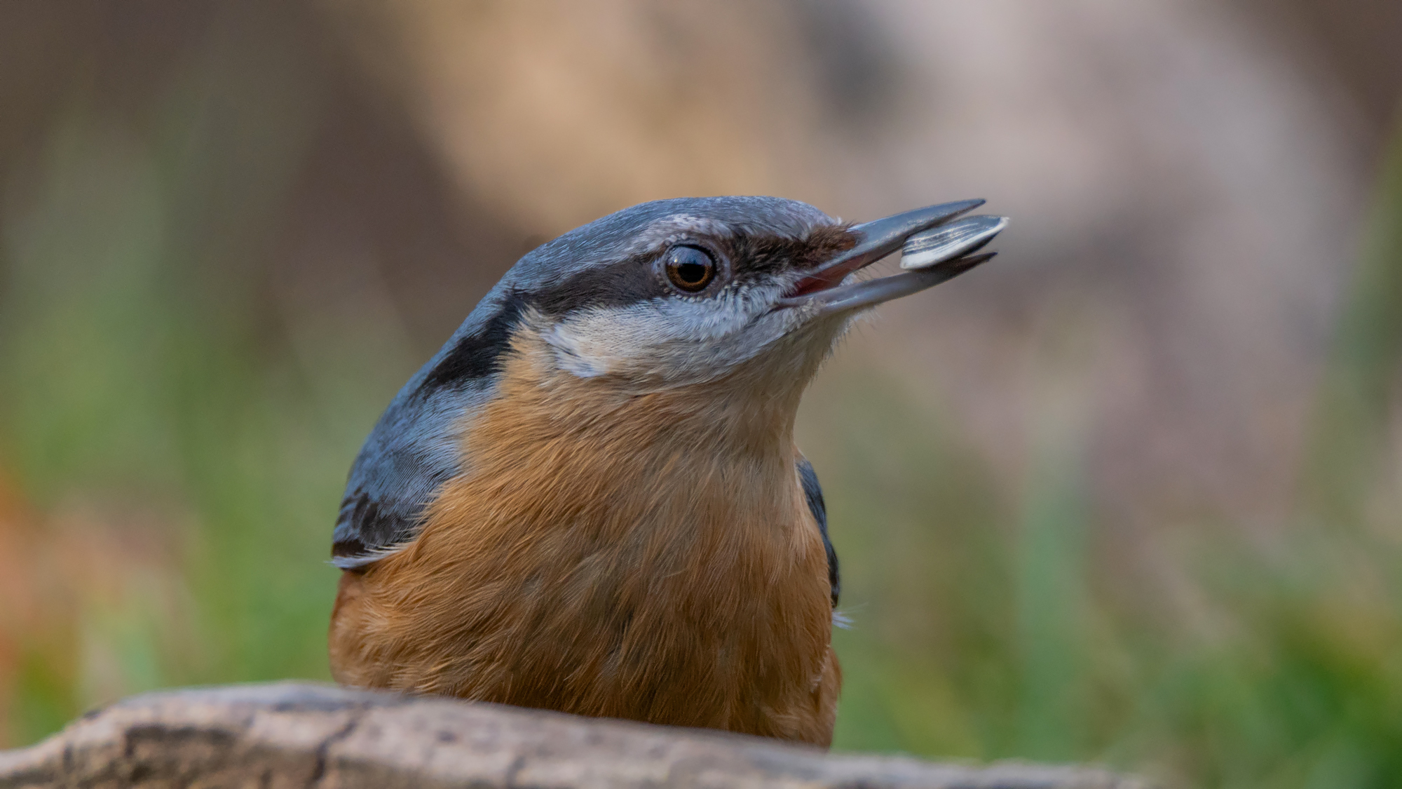Nuthatch