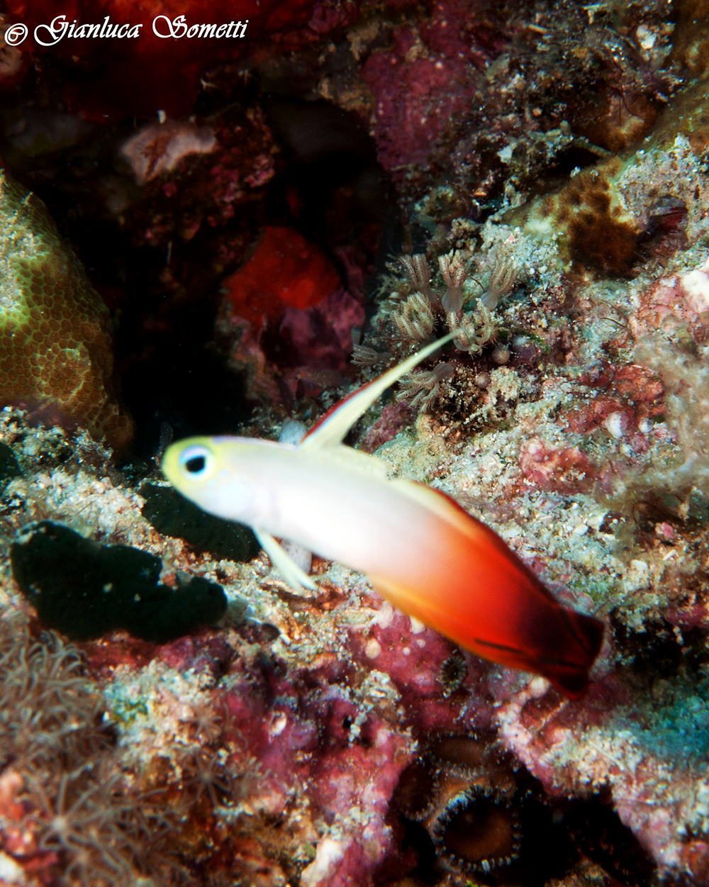 Walea - fire dartfish
