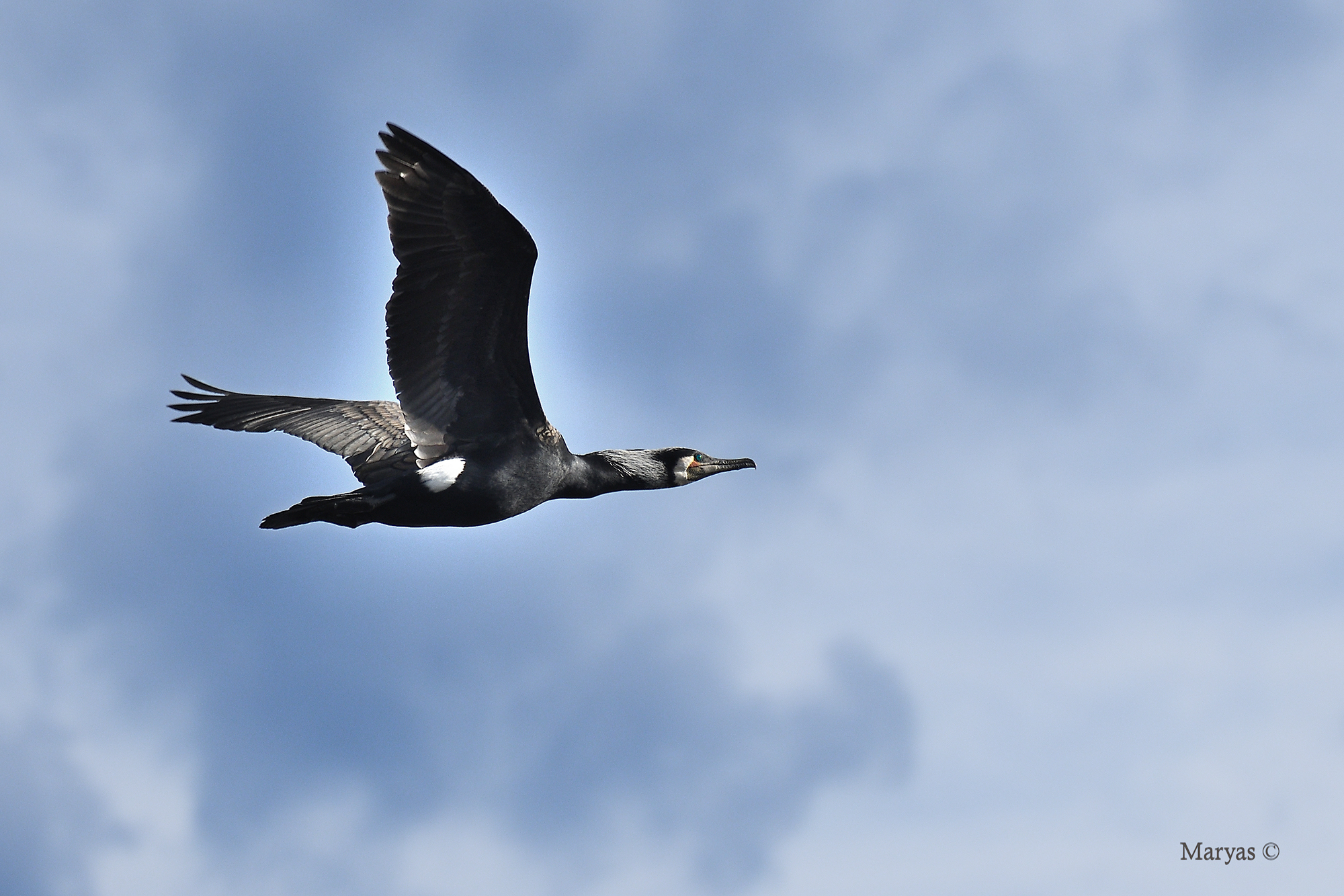 Phalacrocorax carbo