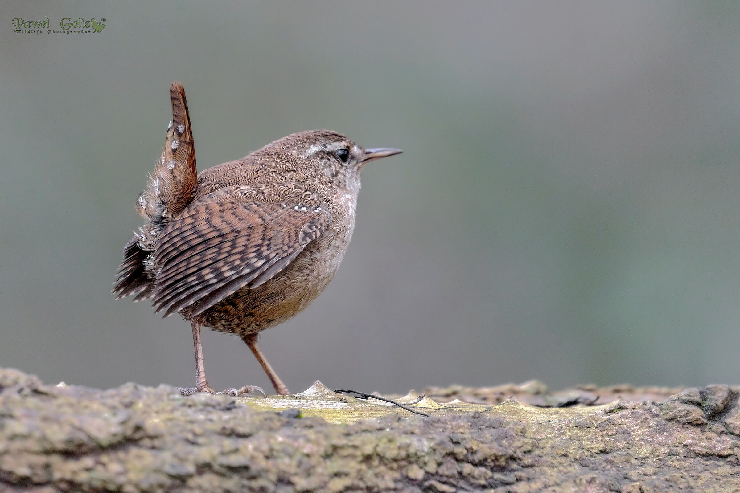 Wren (Troglodytes troglodytes) di Eurasian