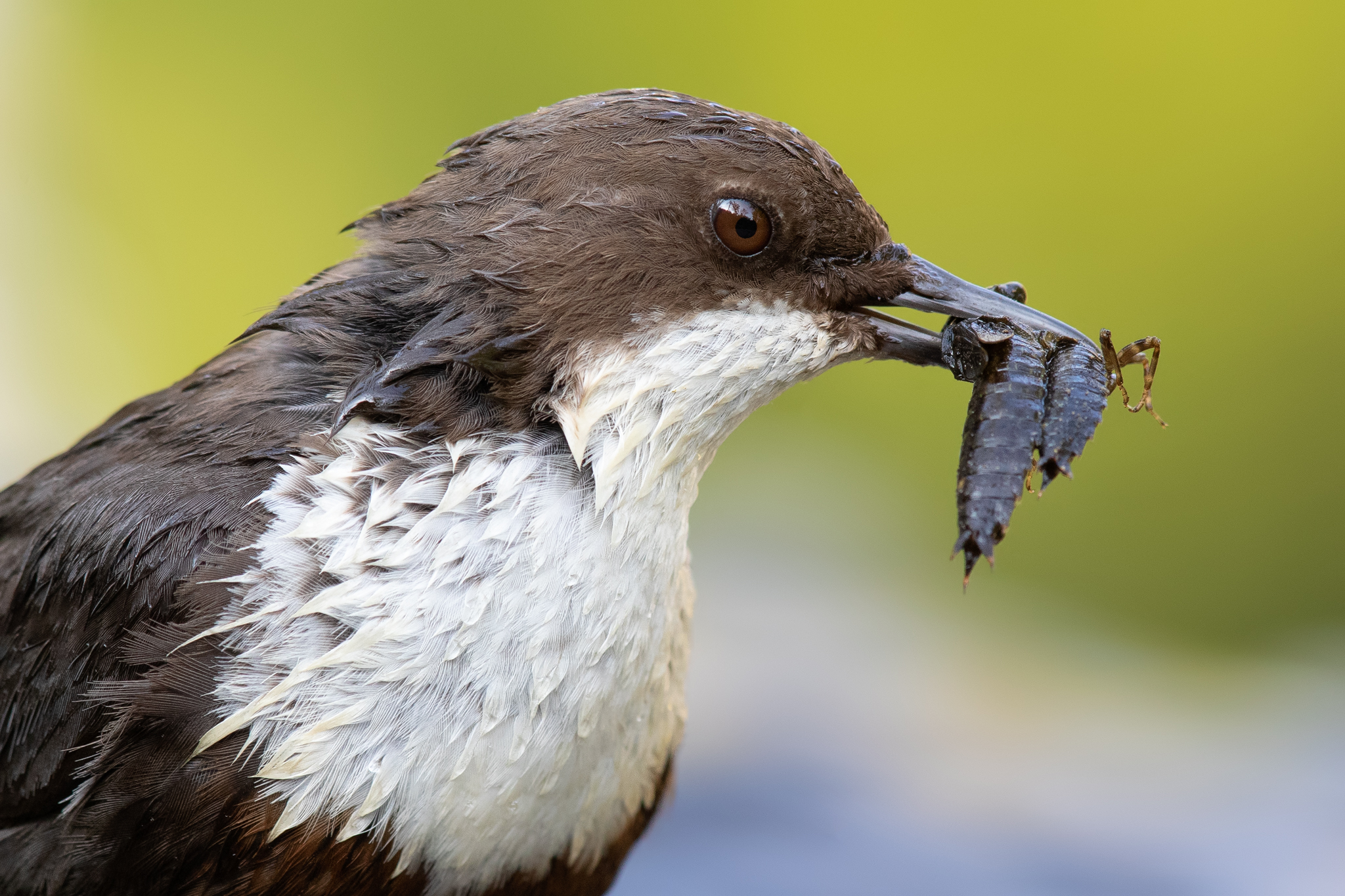 Dipper - Cinclus cinclus (Barcelos, Portugal)