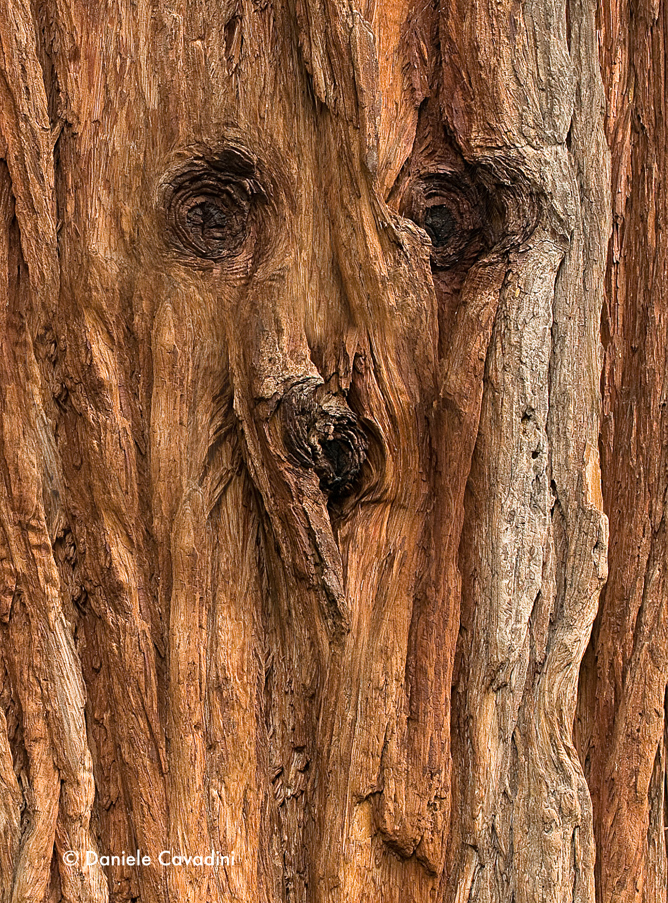 A friend of Barbalbero