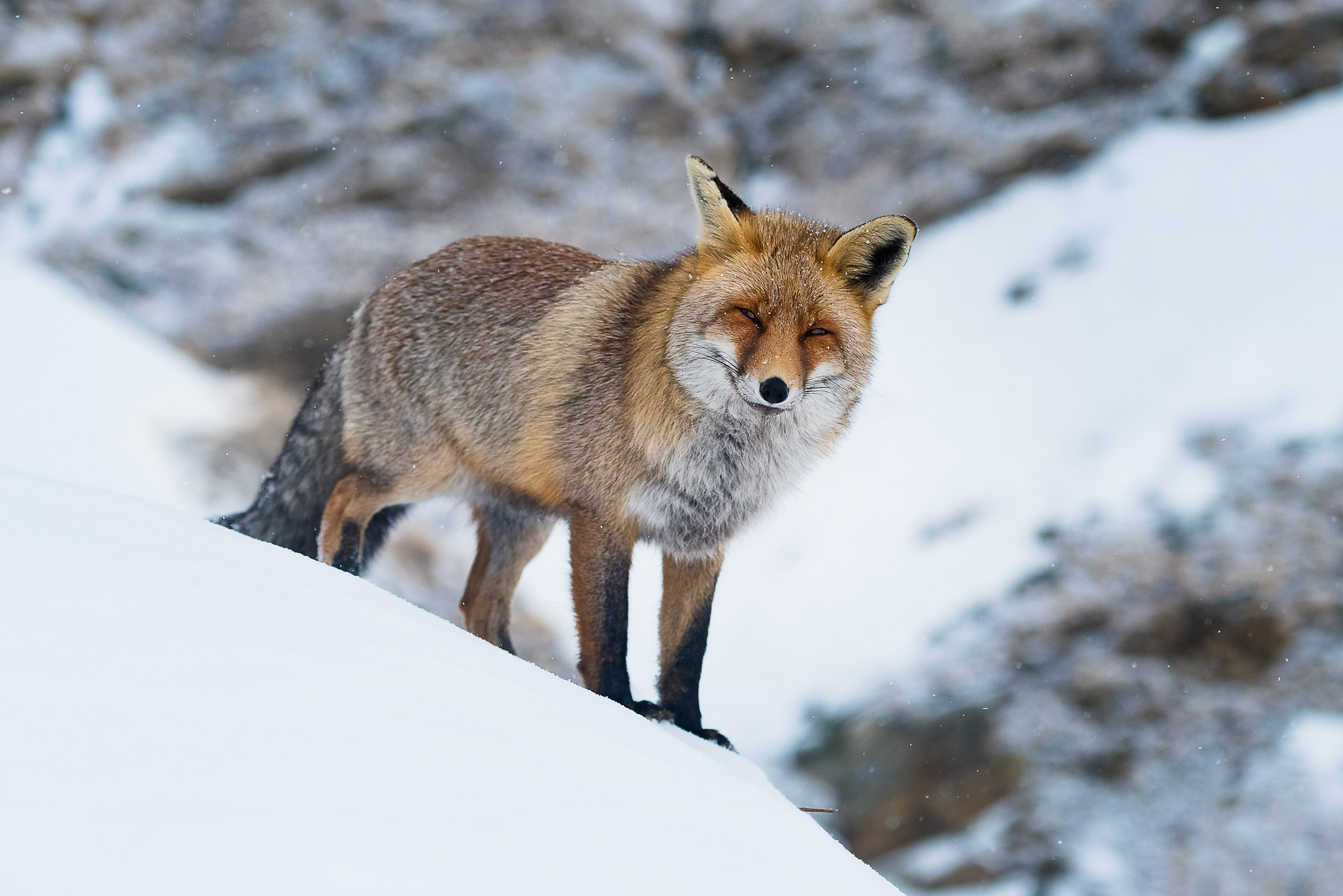 Volpe del Gran Paradiso