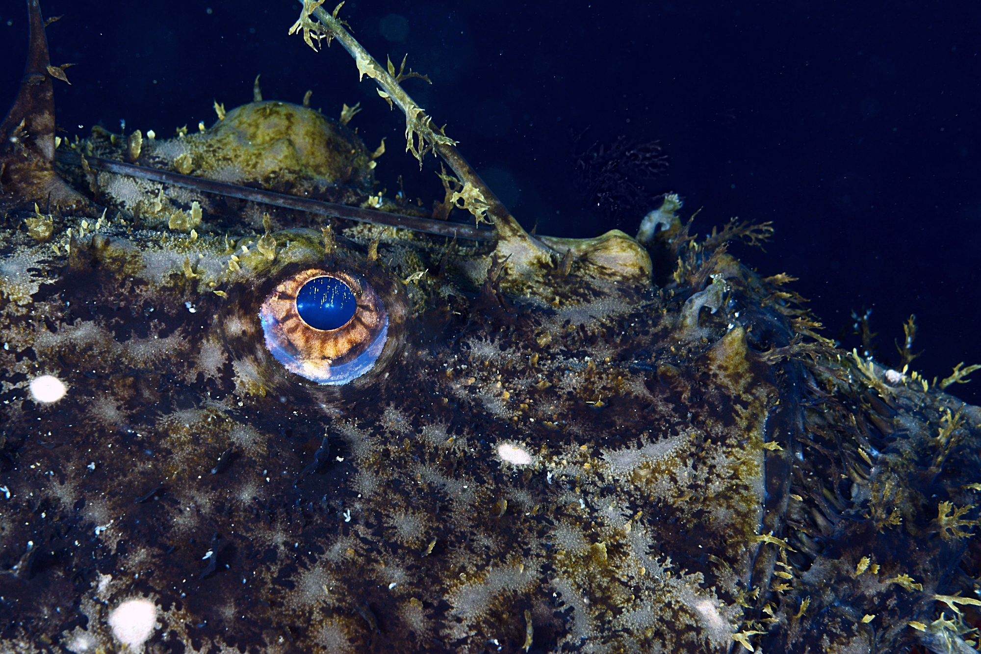 Lophius piscatorius.