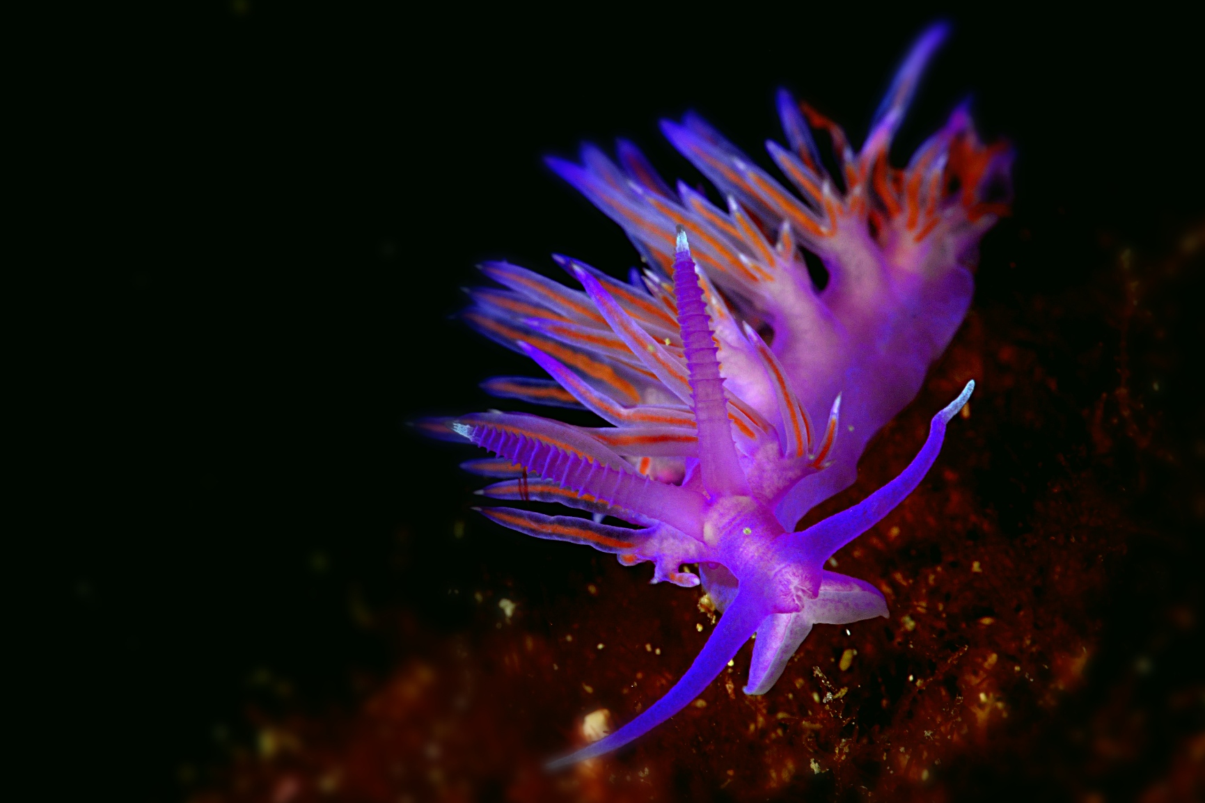 Flabellina affinis