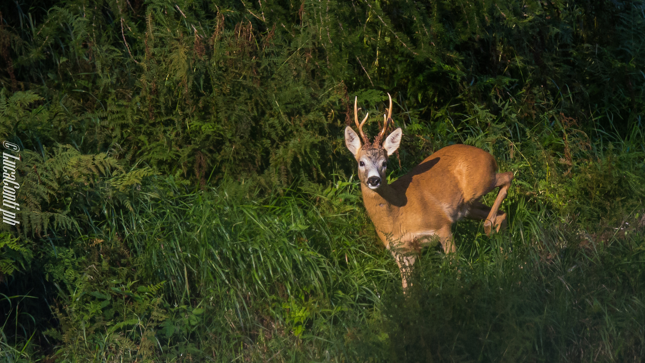 Capriolo (Valsassina)