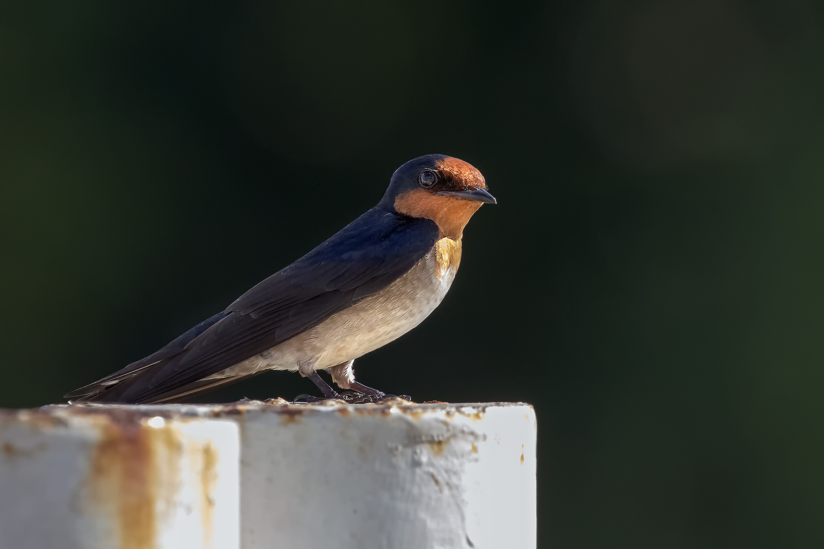 Swallow of the Pacific