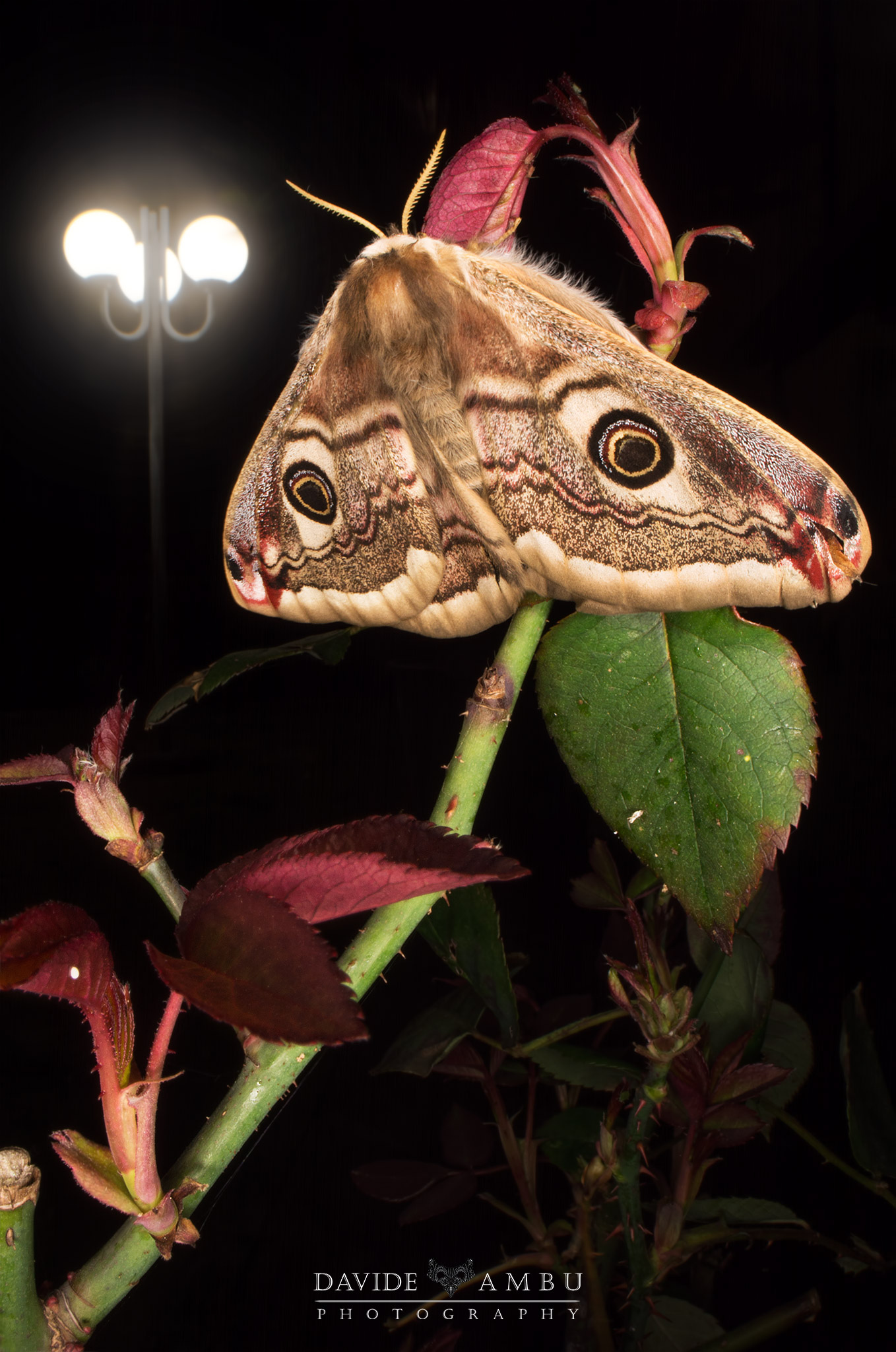 Saturnia Pavoniella (Lesser Pavonia)