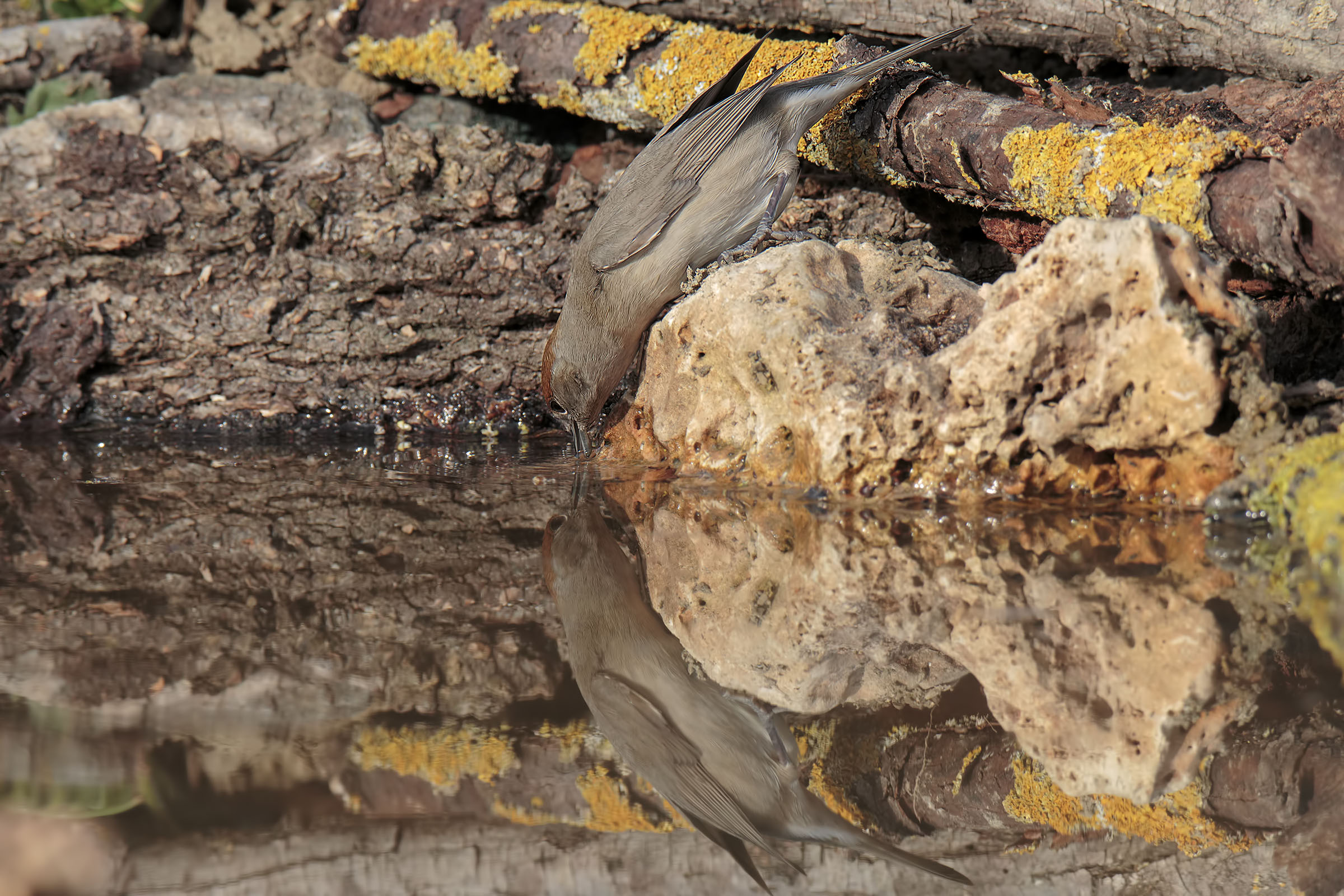 " Allo specchio" capinera (f)