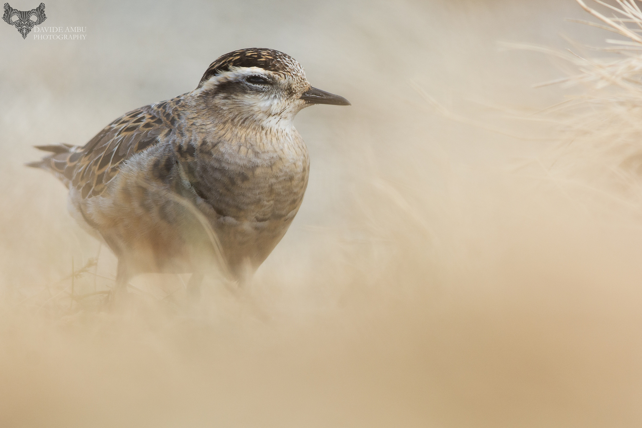 The rest of the Ploviere Tortolino
