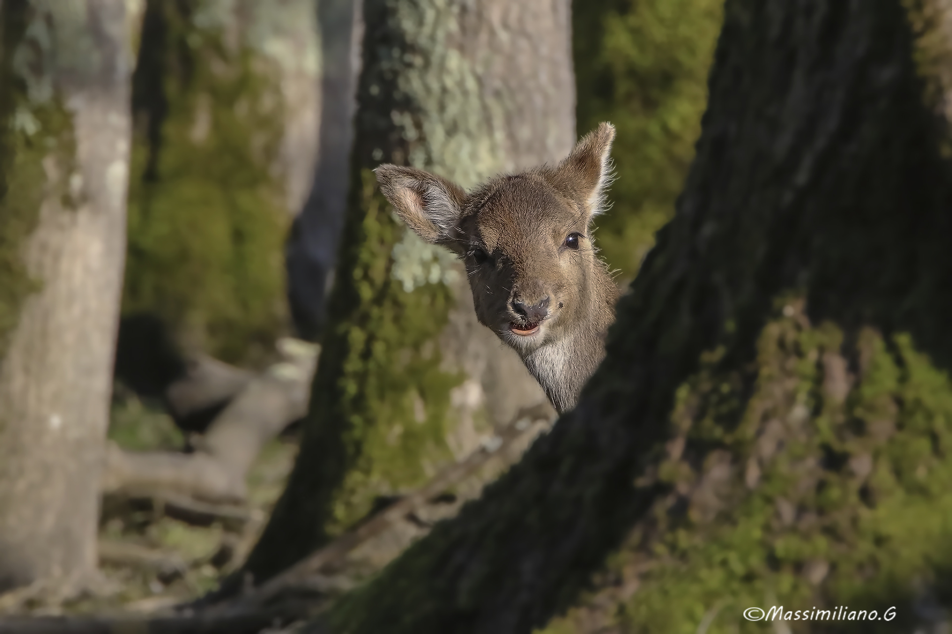 And then he pops.....