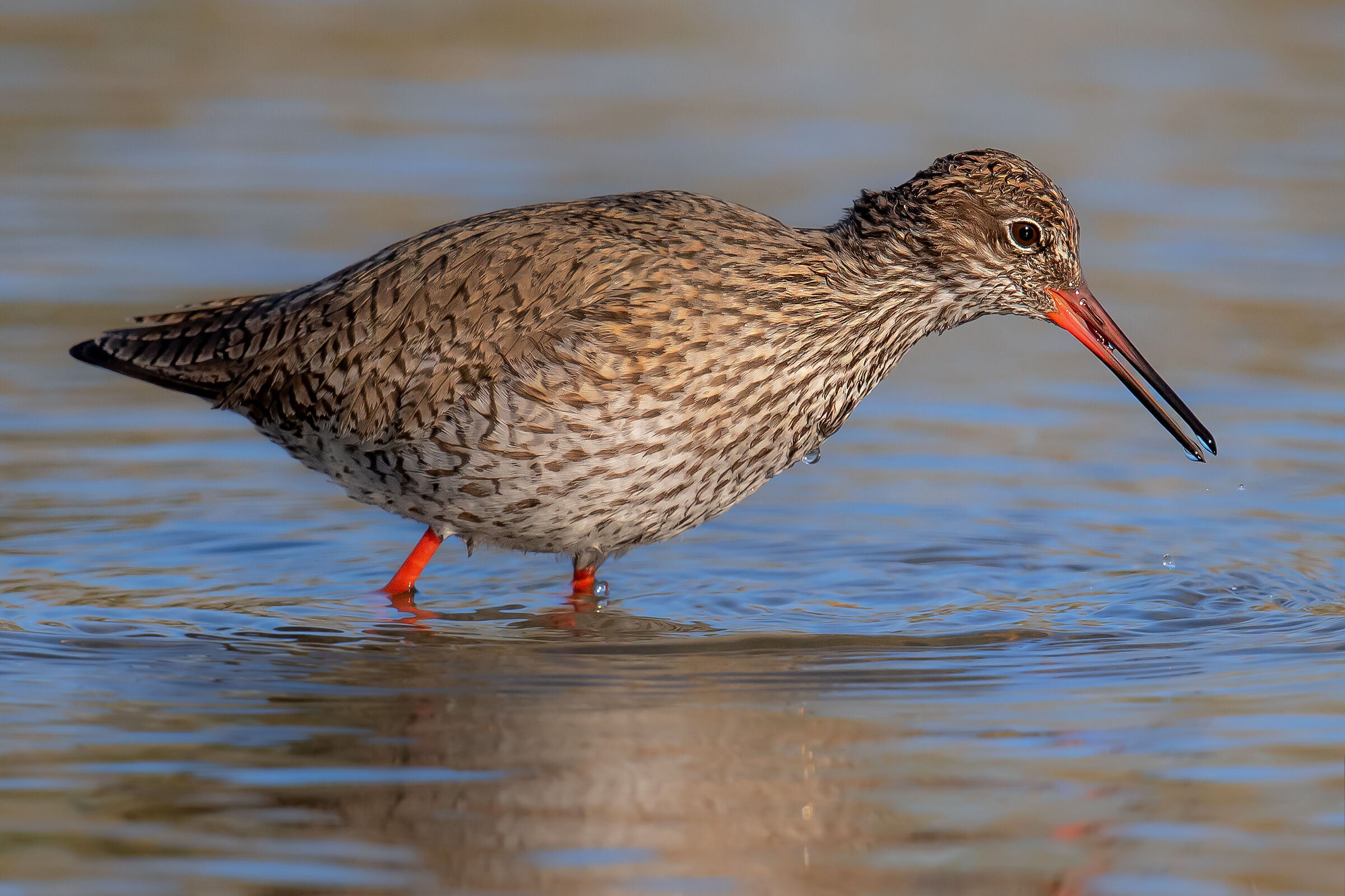 Redshank