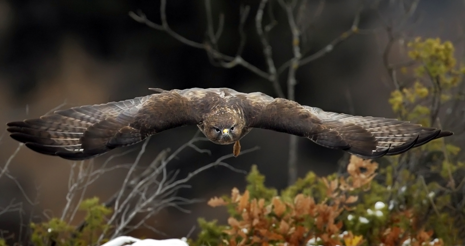 Poiana,volo frontale