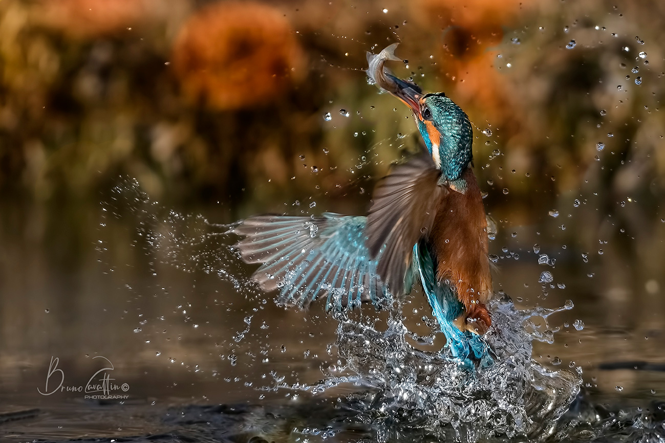 Kingfisher