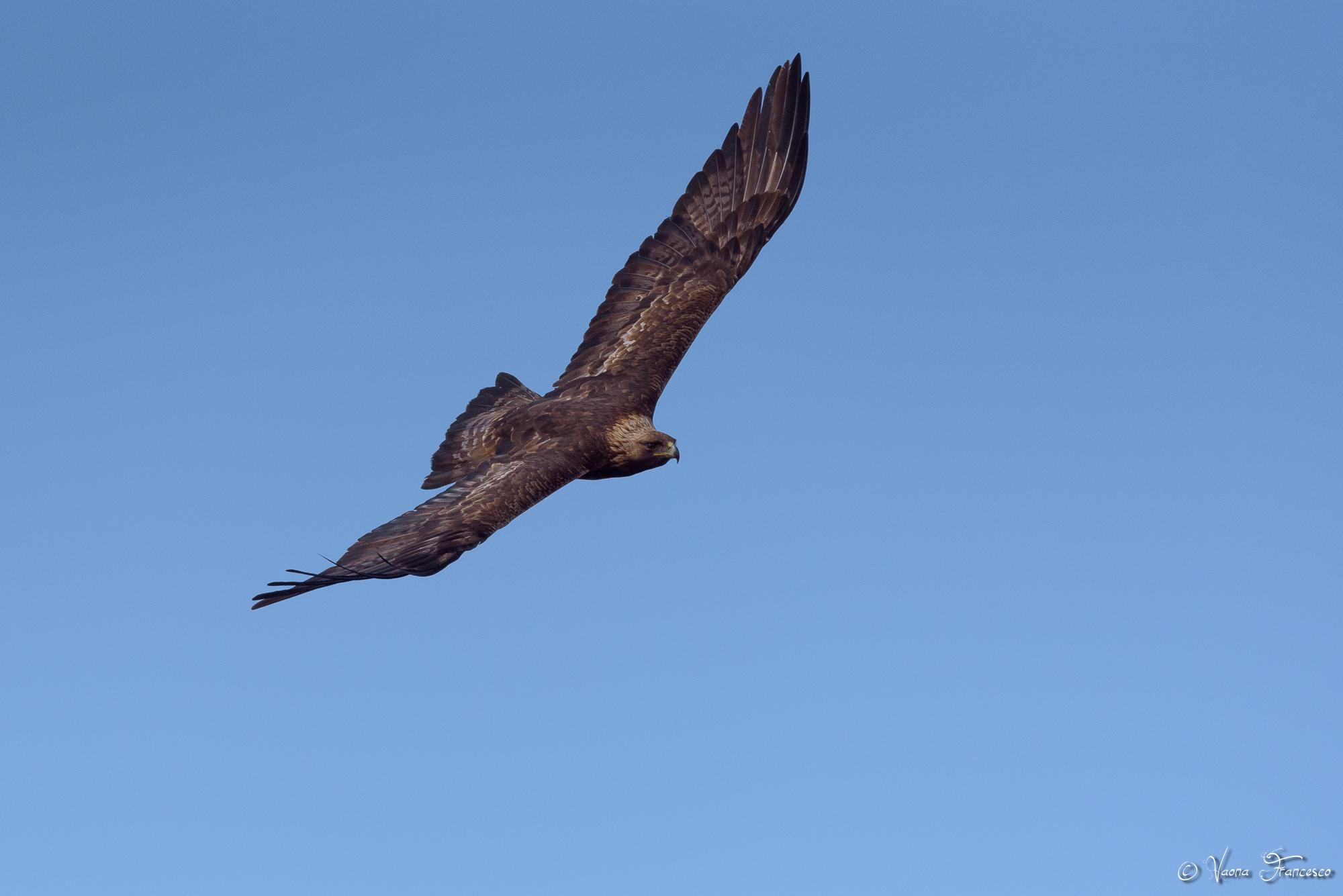 Un aquila all altezza finalmente!