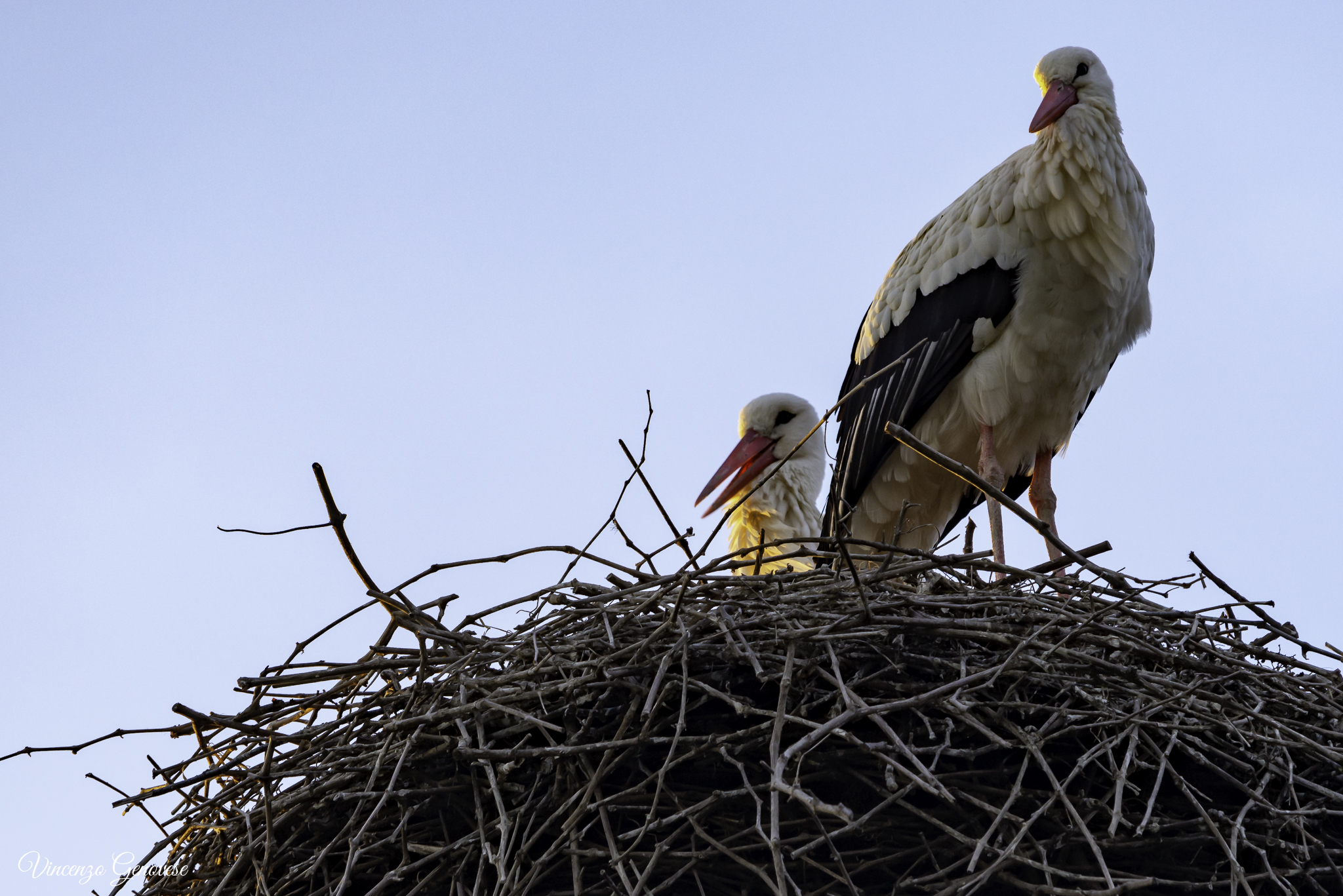 The White Stork 1