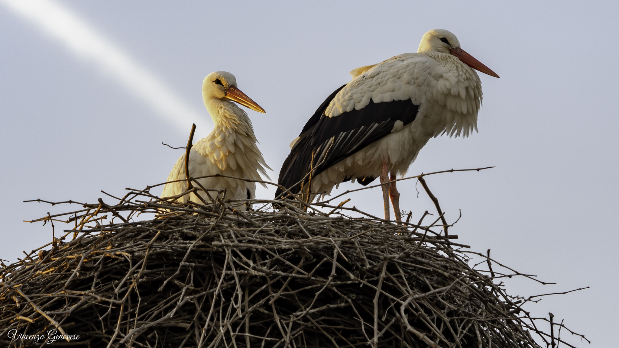 The White Stork 2