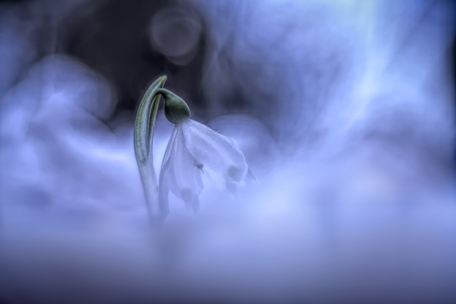 Leuconjum vernum o campanellino