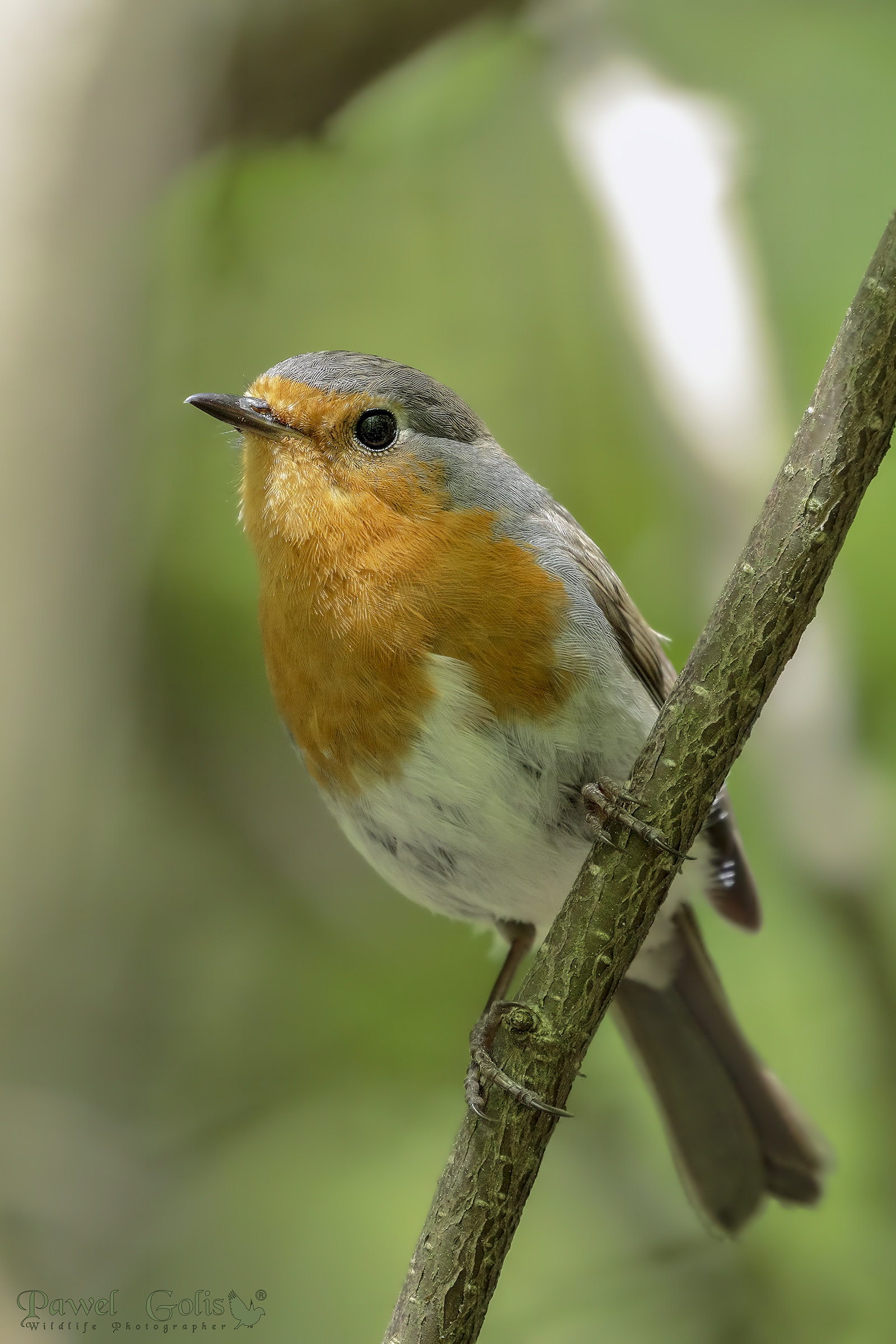 Pettirosso europeo (Erithacus rubecula)