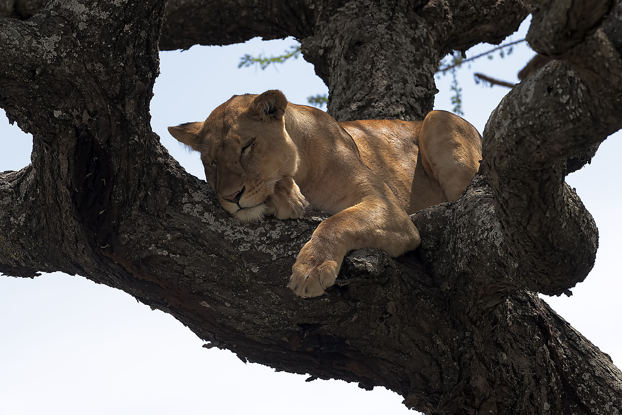Pisolino della leonessa