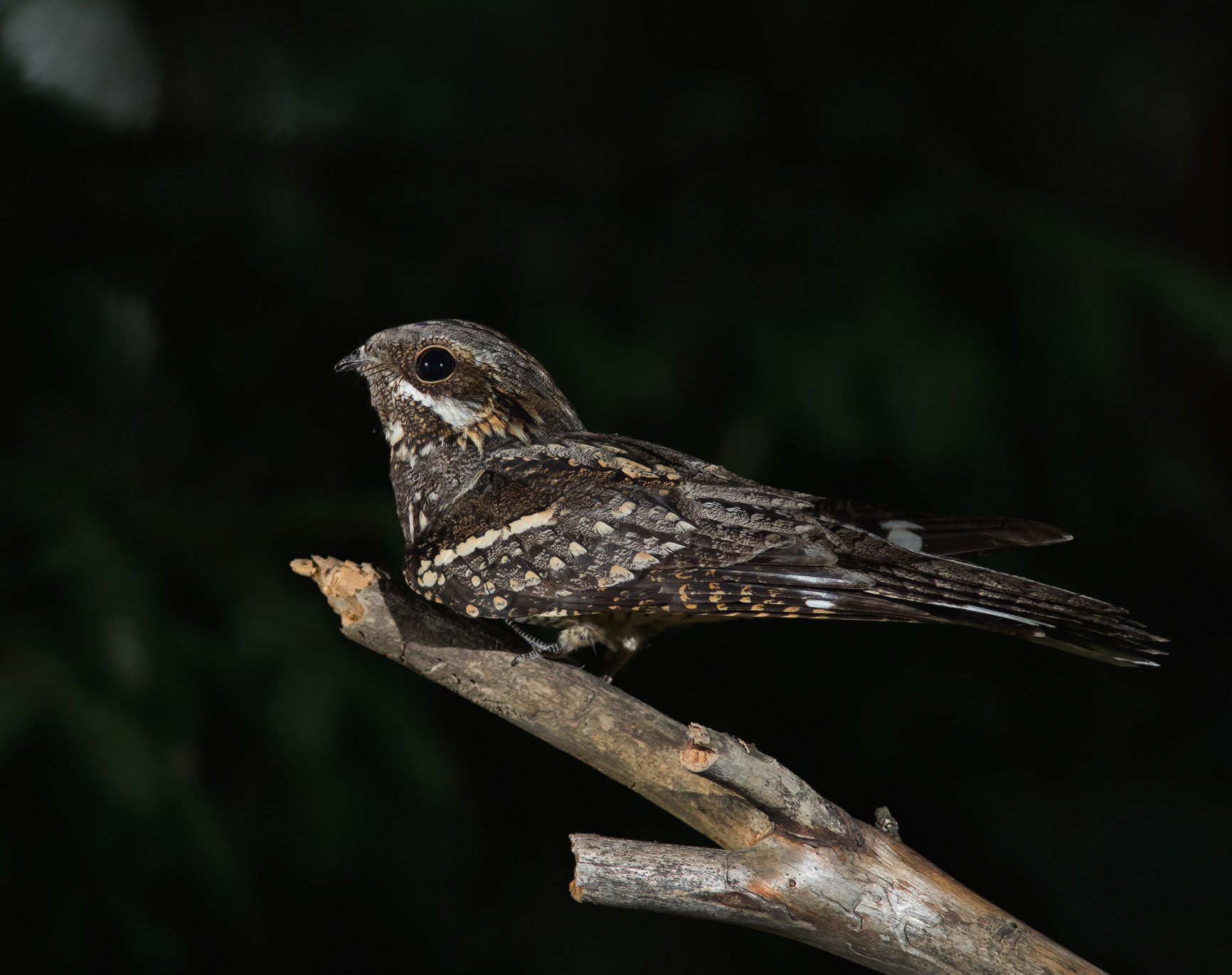 La più di una di queste...