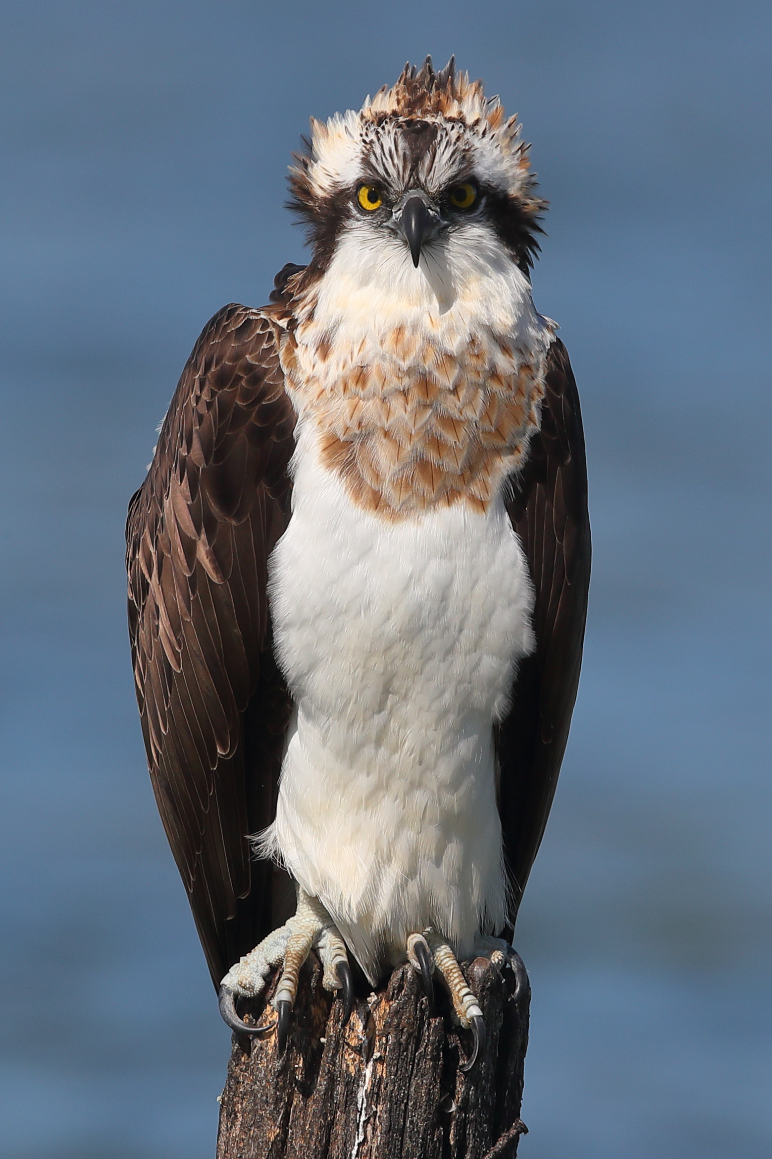 Falco pescatore femmina