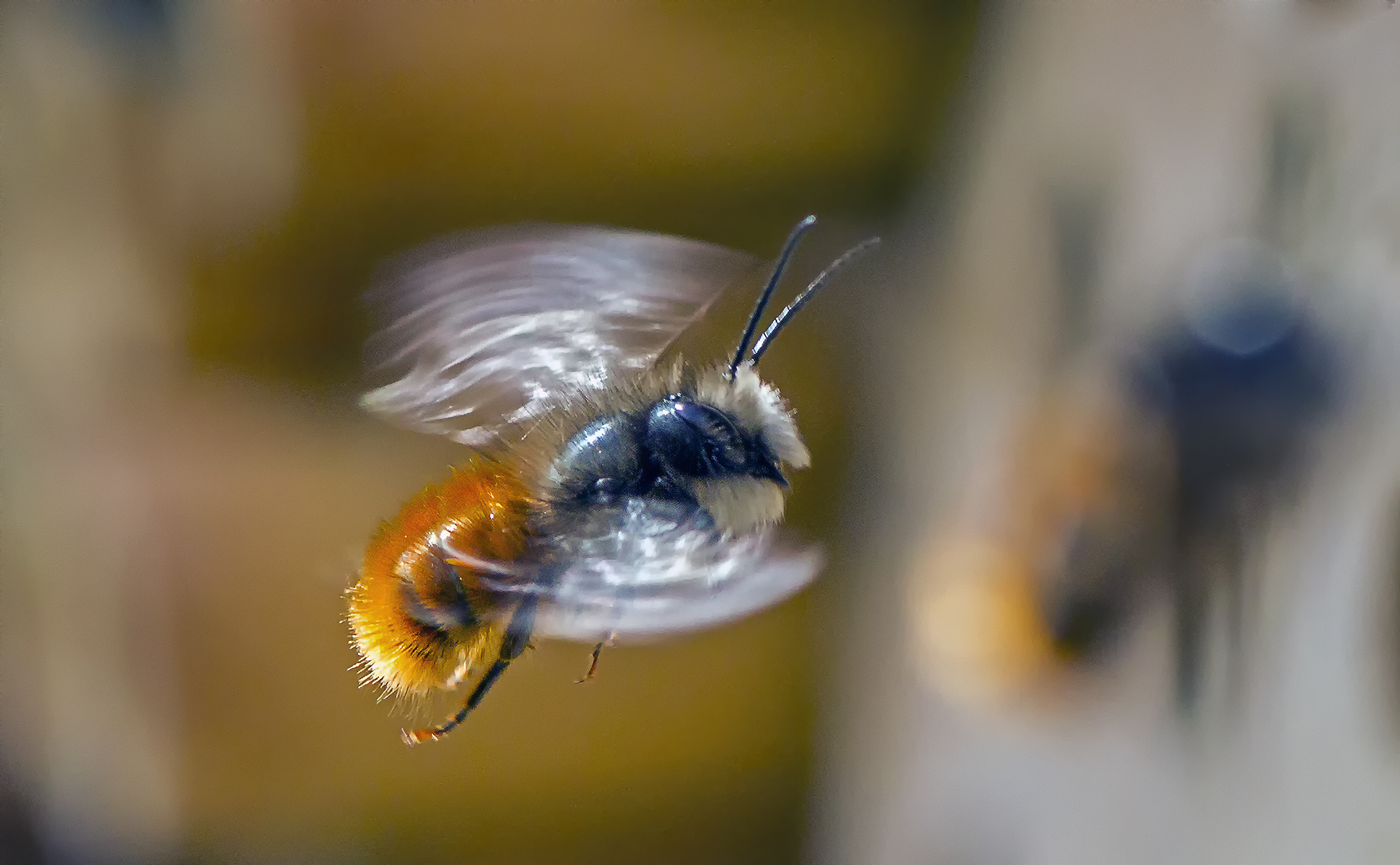 Osmia cornute (maschio)