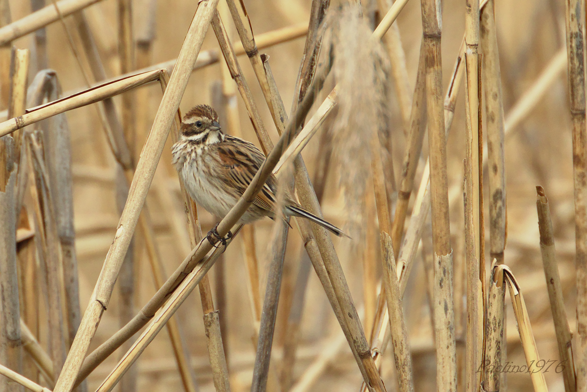 Migliarino di Palude femmina