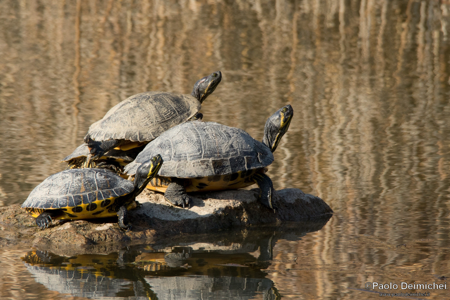 Testuggini americane in compagnia al Sole