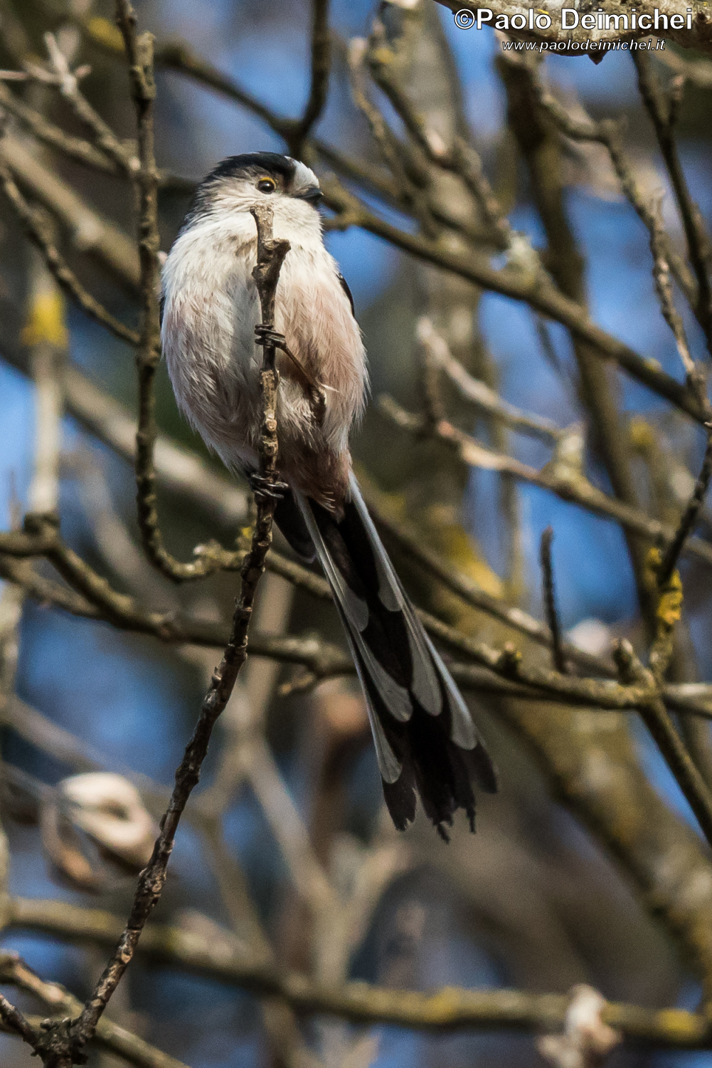 Codibugnolo in posa verticale