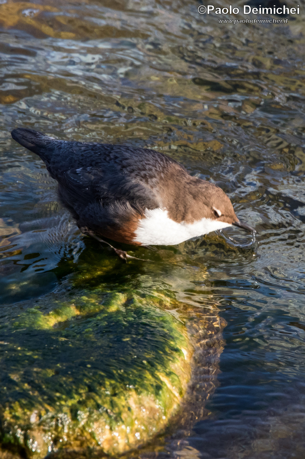 Merlo acquaiolo che beve nel torrente