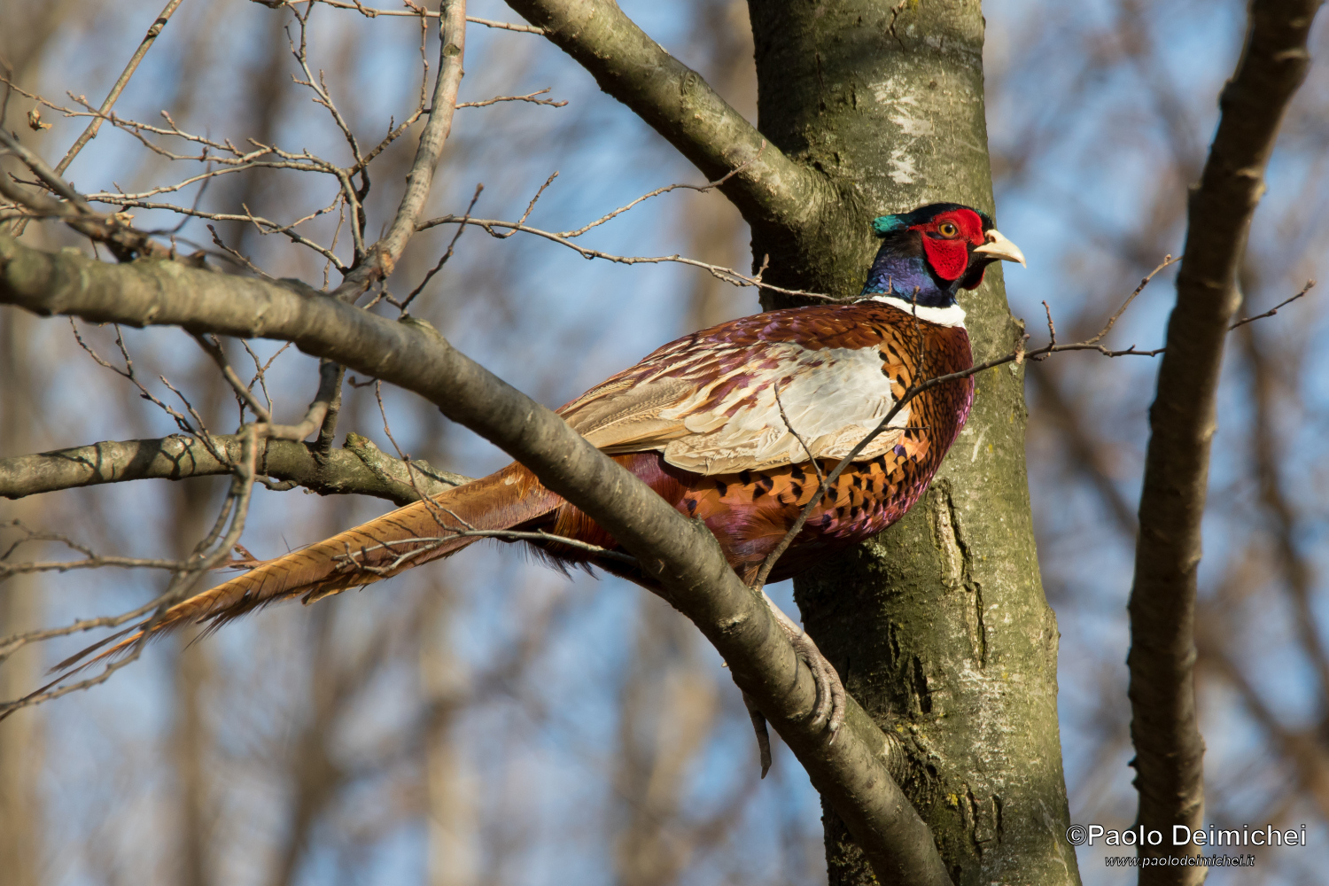 Fagiano maschio appostato su albero