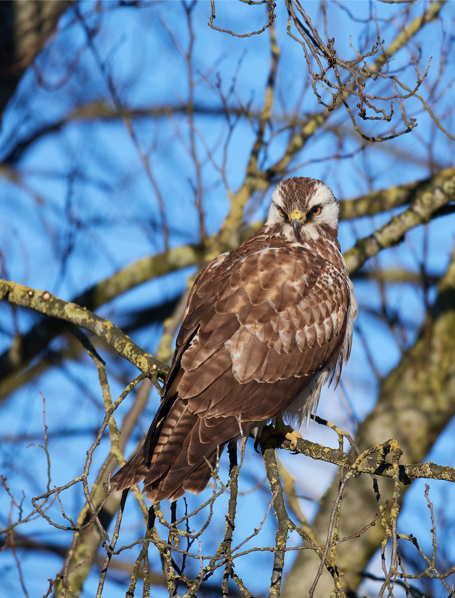 Buzzard comune