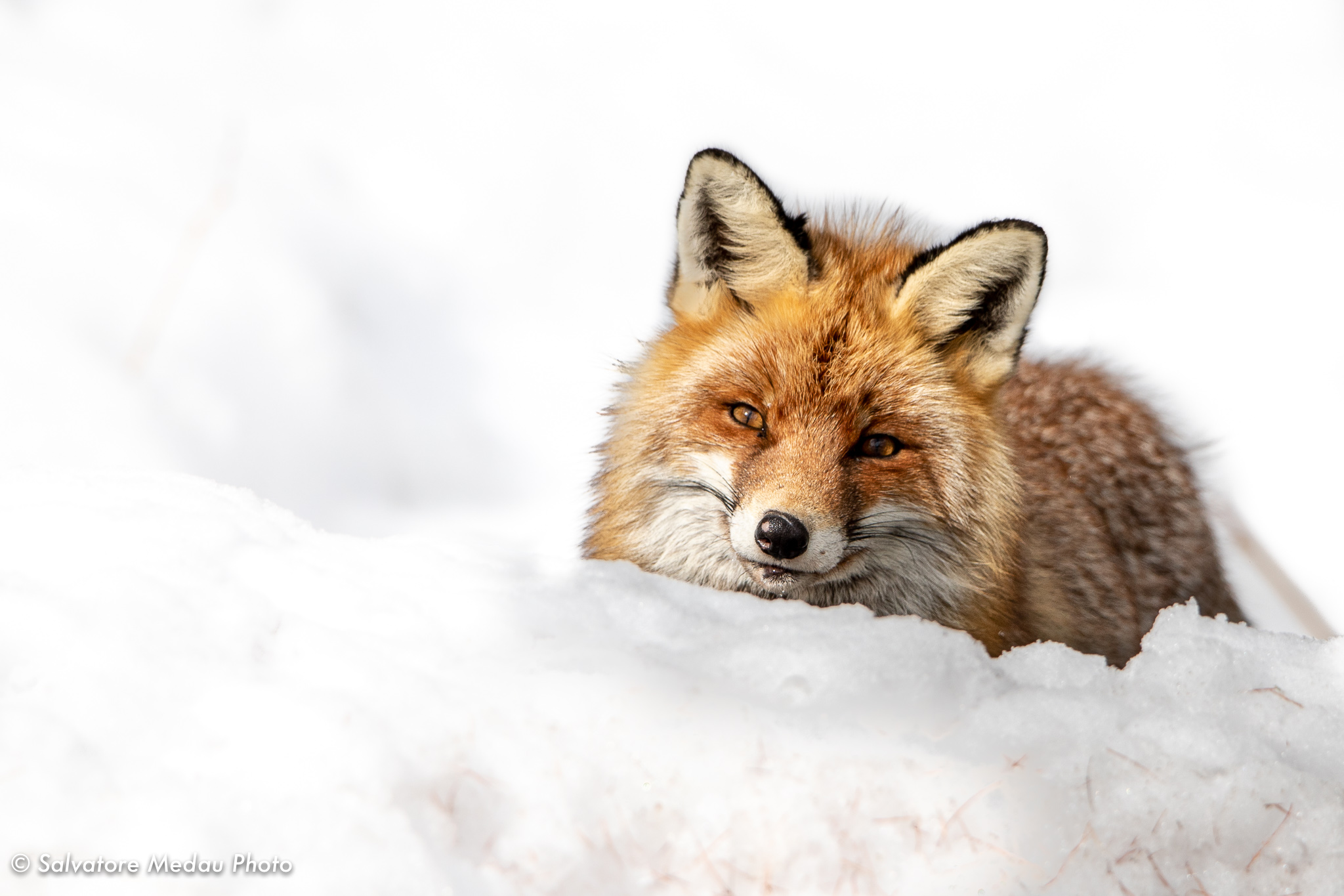 Young Fox in the PNGP. March 2019.