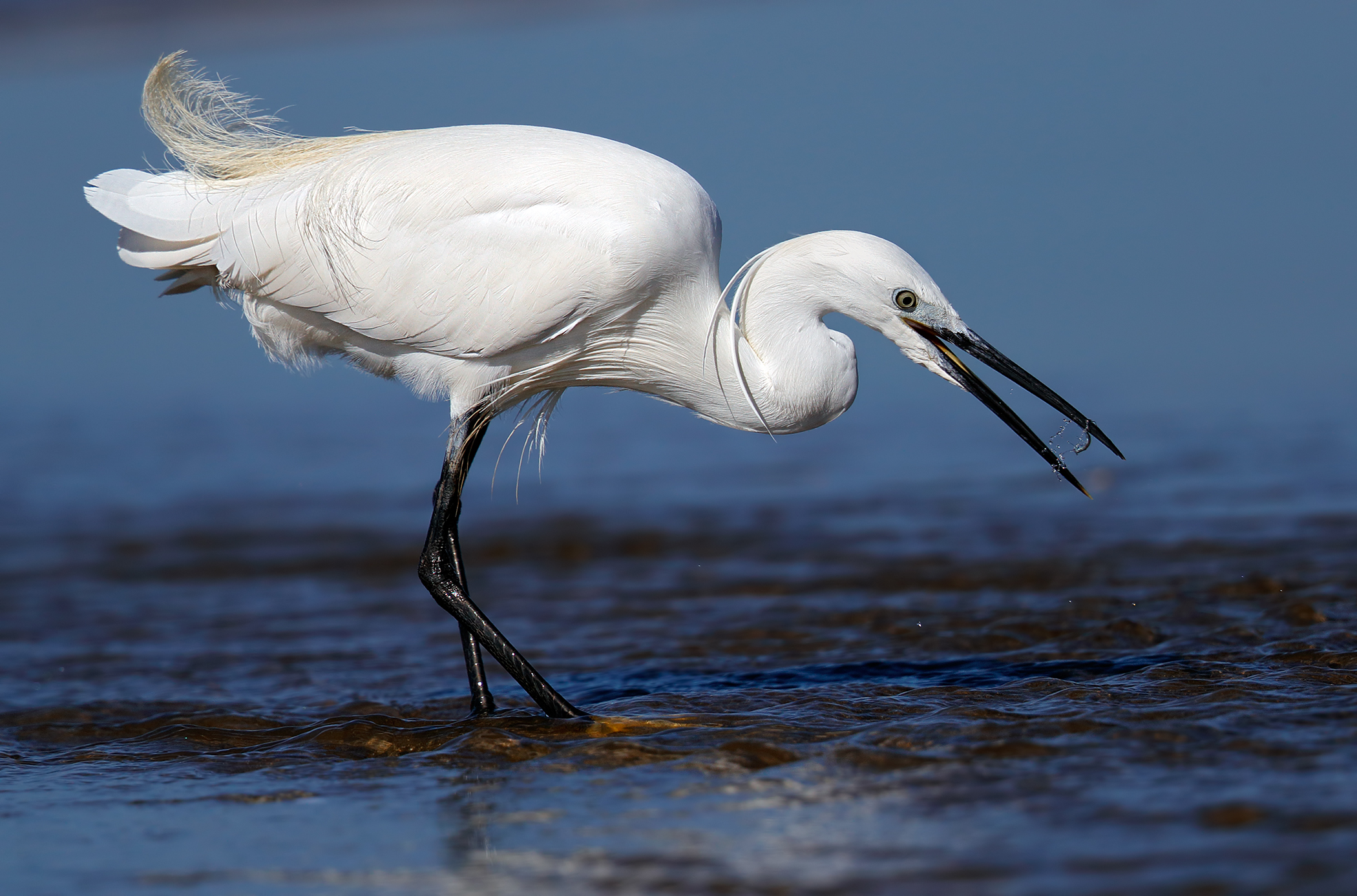 Egret