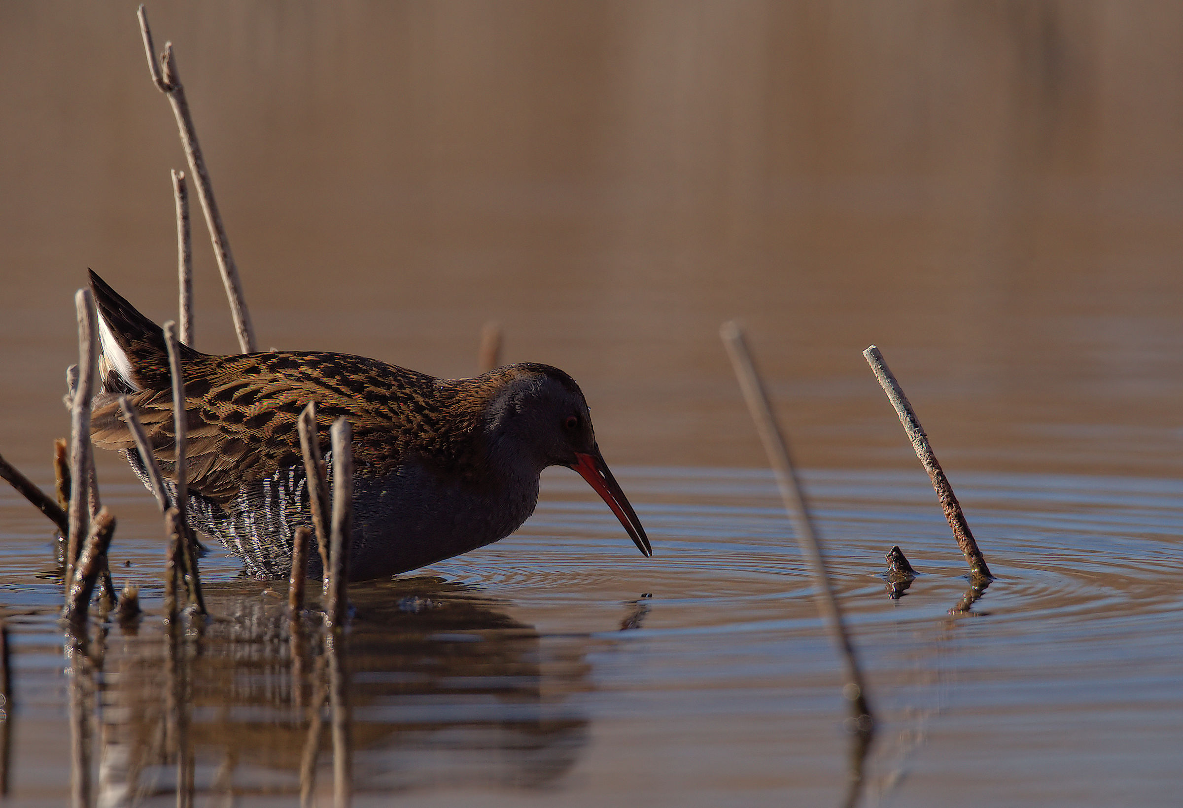 Water Rail