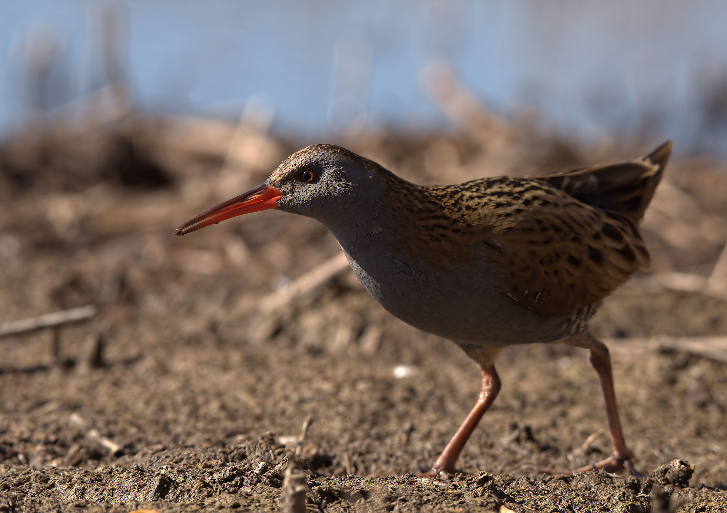 Water Rail