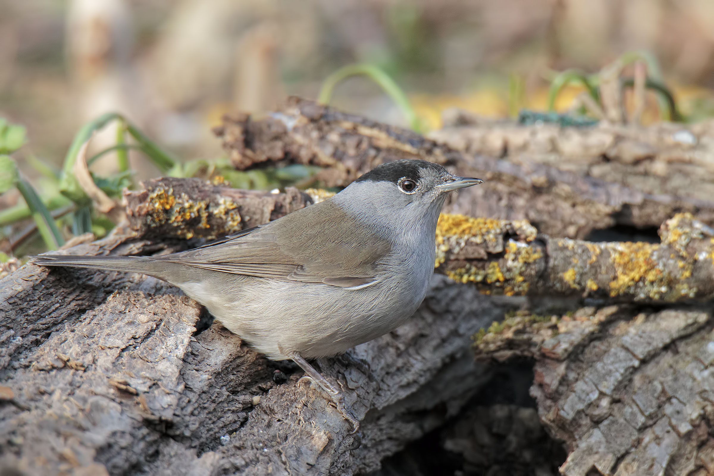 Blackcap