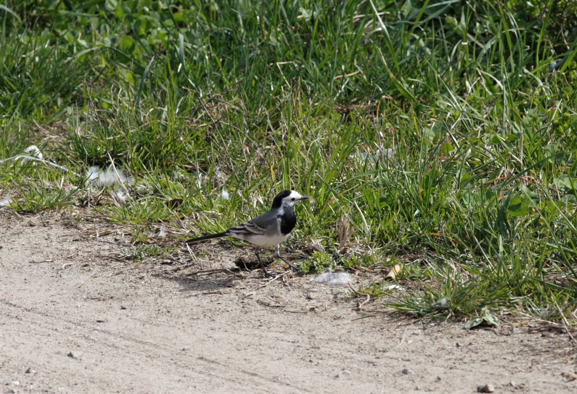 La passeggiata della ballerina bianca