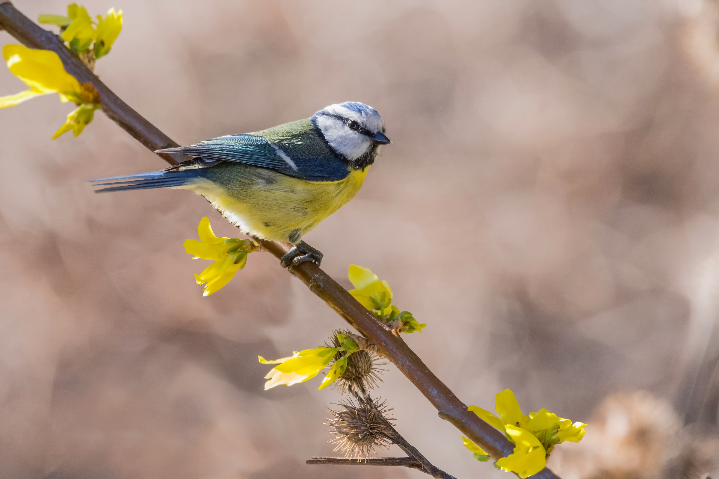 50 sfumature giallo-blu