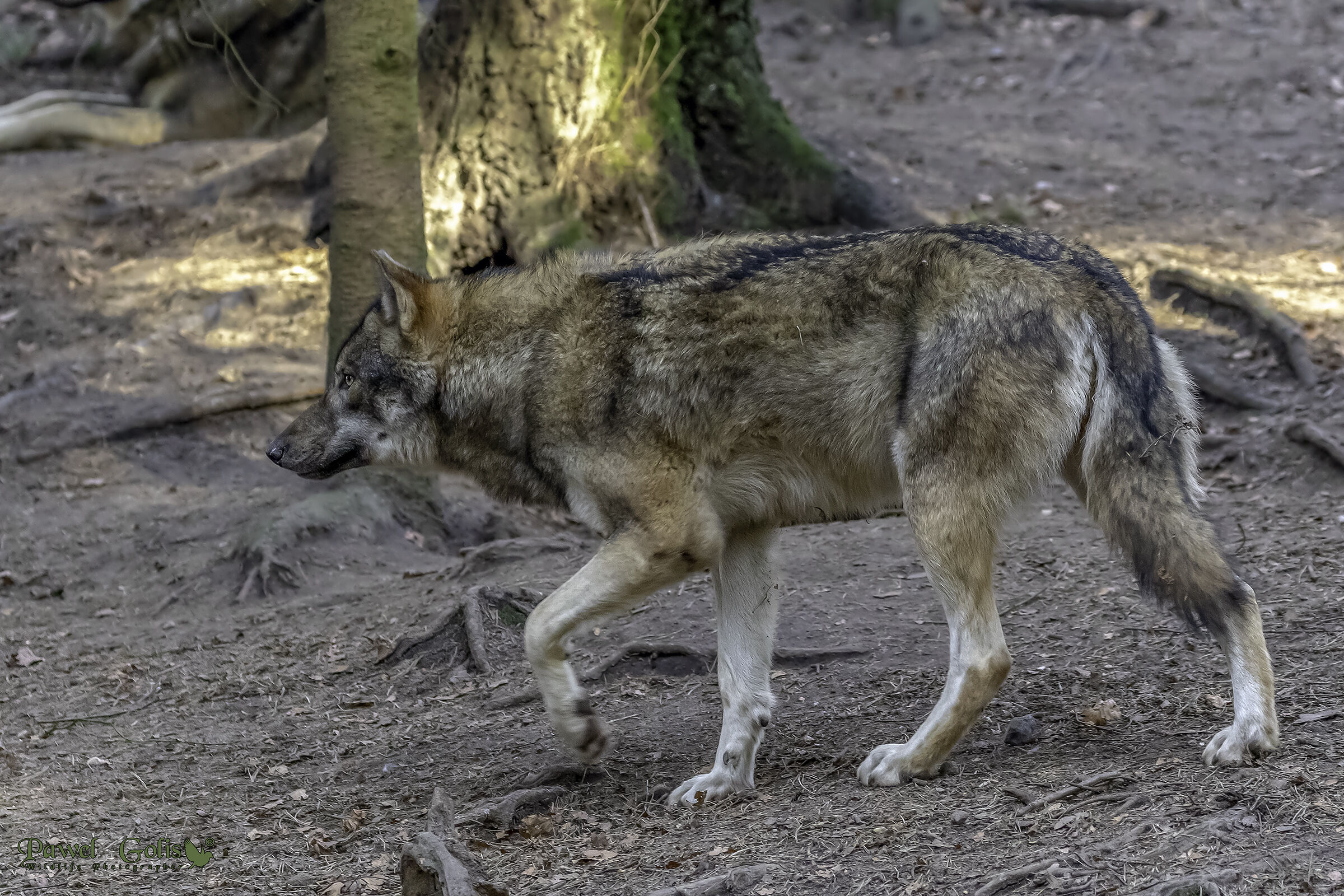 Lupo eurasiatico (Canis lupus lupus)