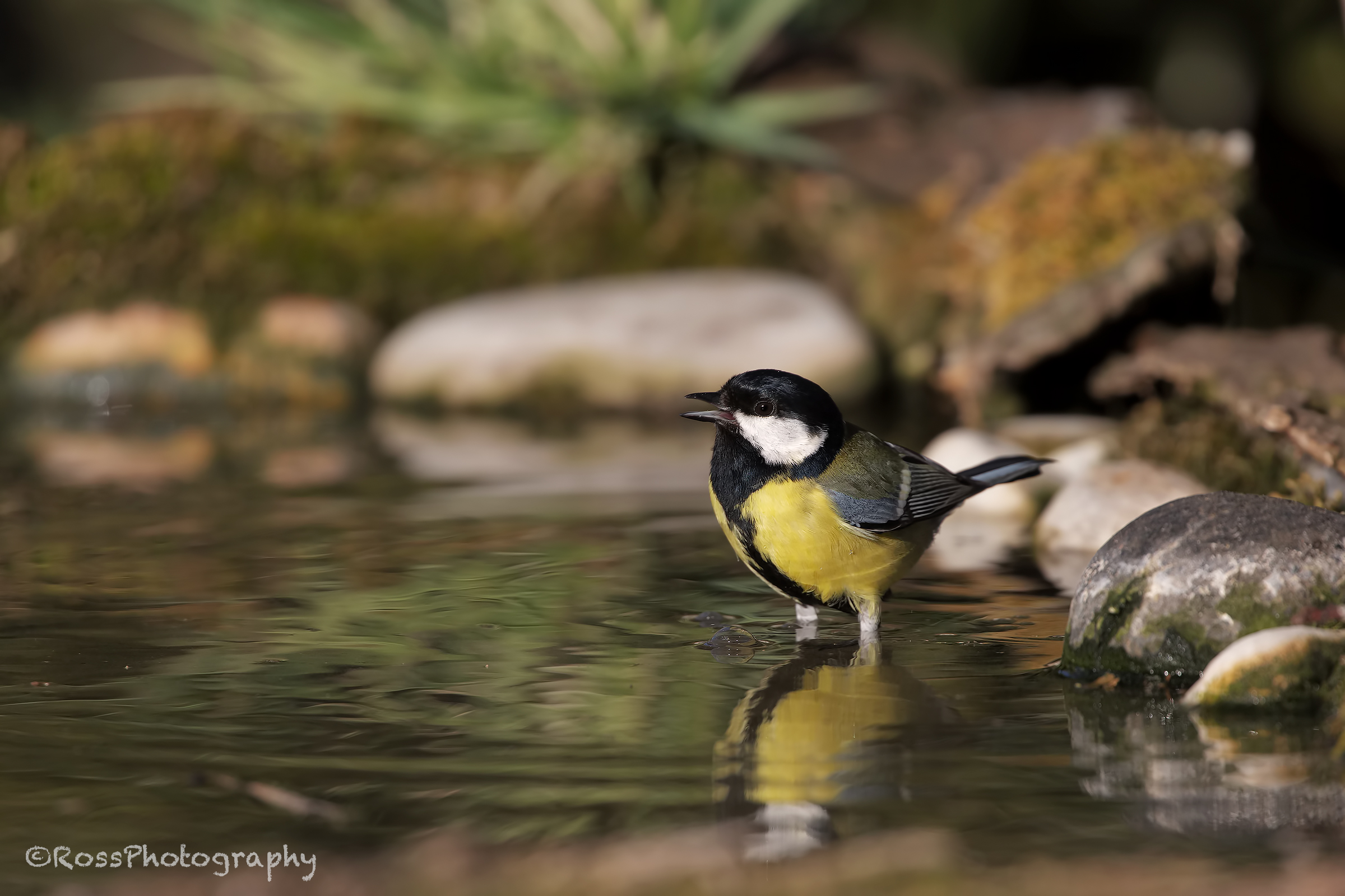 Cinciallegra al bagno