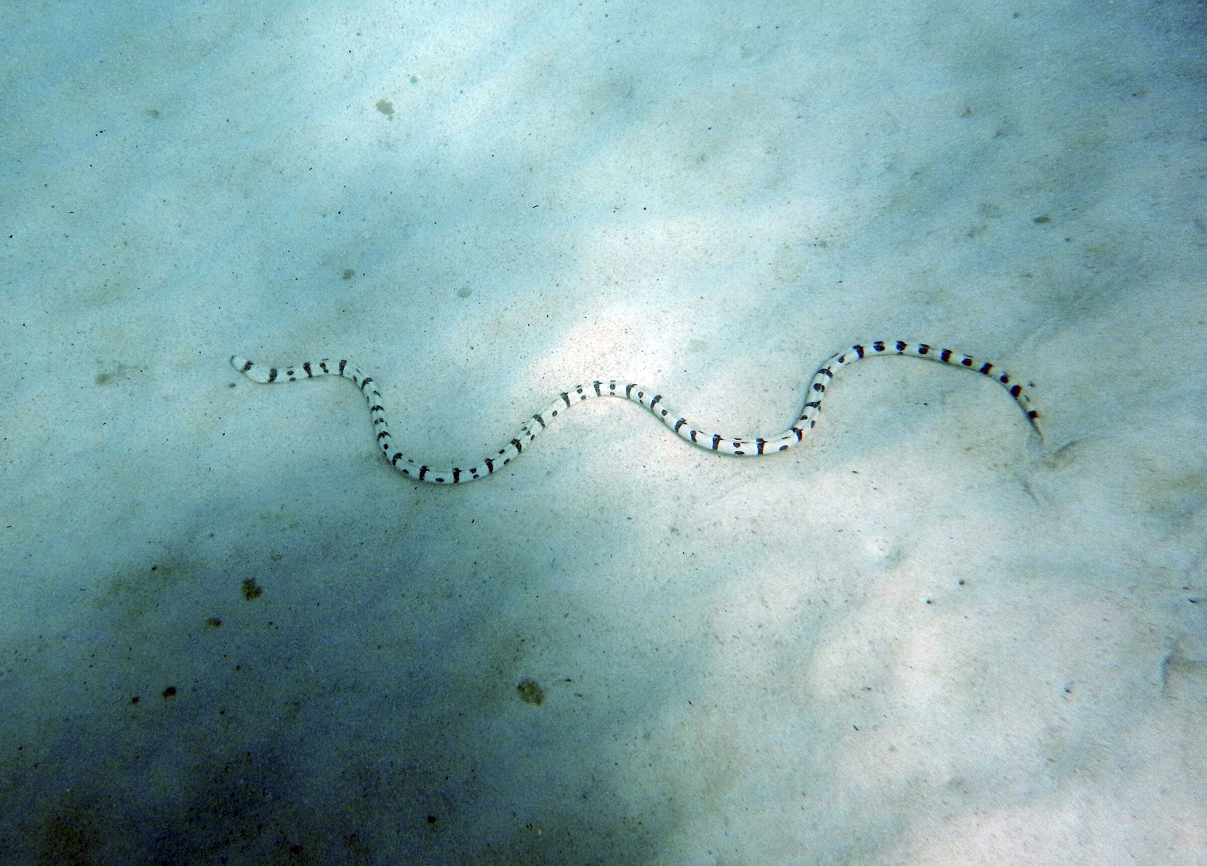 Serpente di mare - Zanzibar