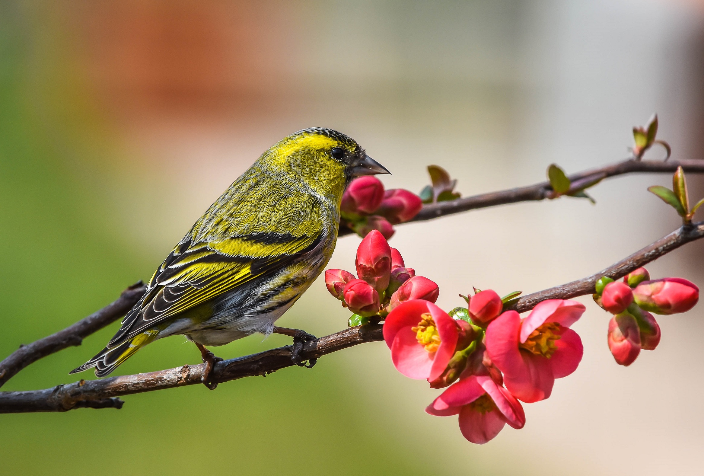 Siskin
